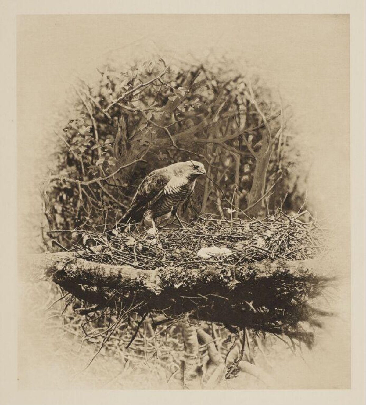 Hawk Standing on Nest in Tree