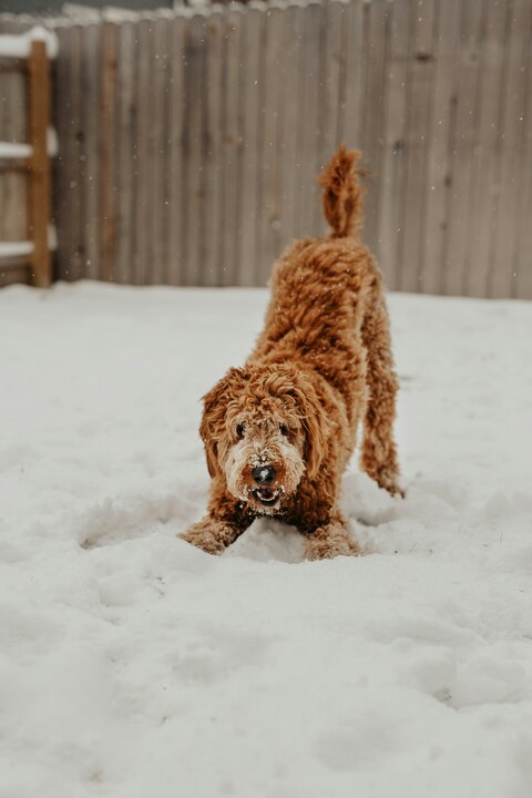 Curly Brown Dog Playing In Snow