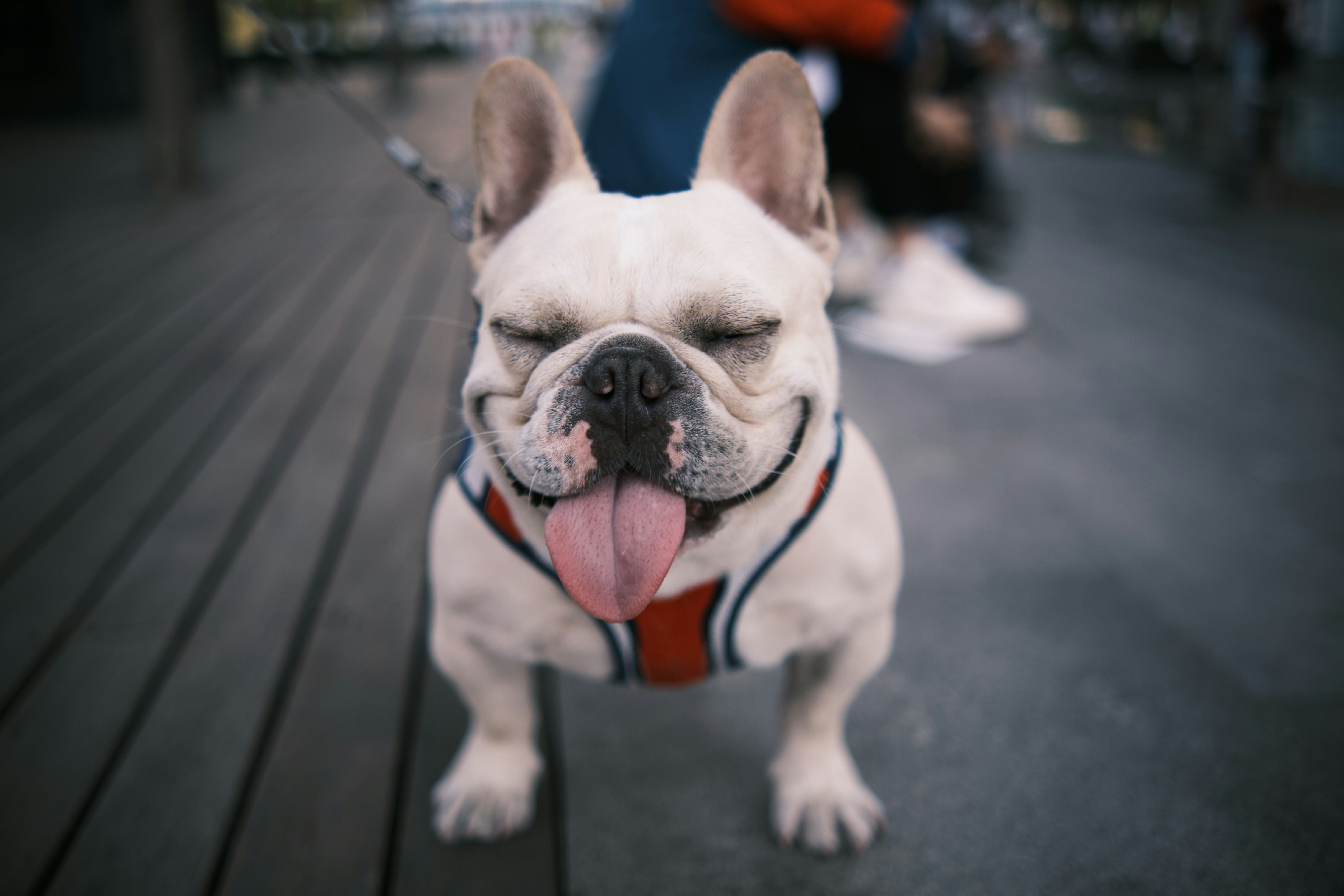 Happy French Bulldog Outdoors