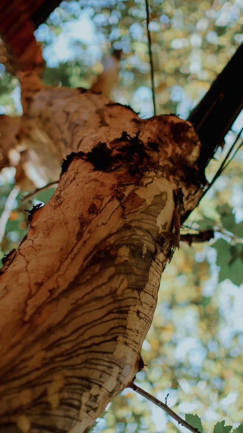 Close Up of Tree Trunk