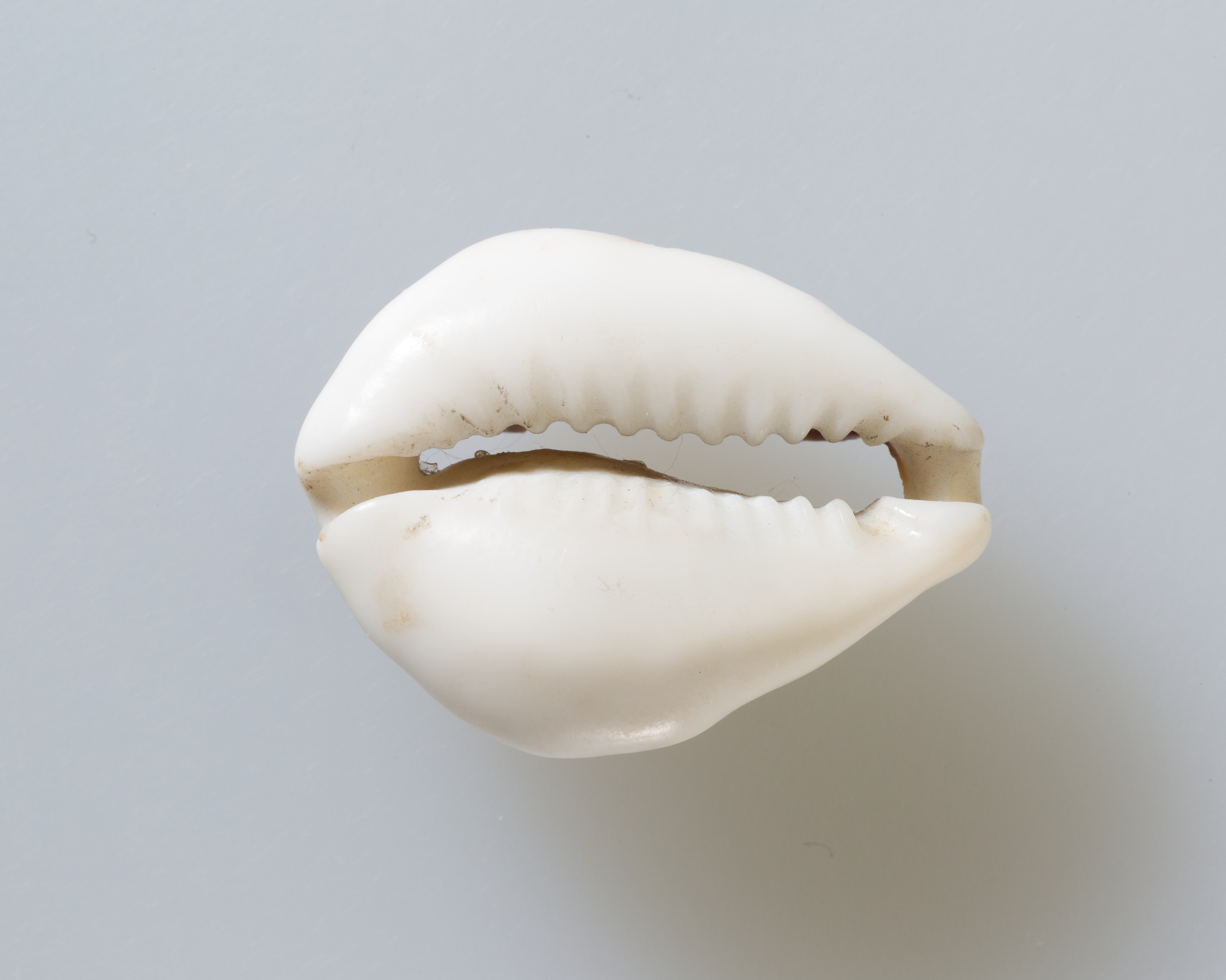 Lips-Shaped White Seashell