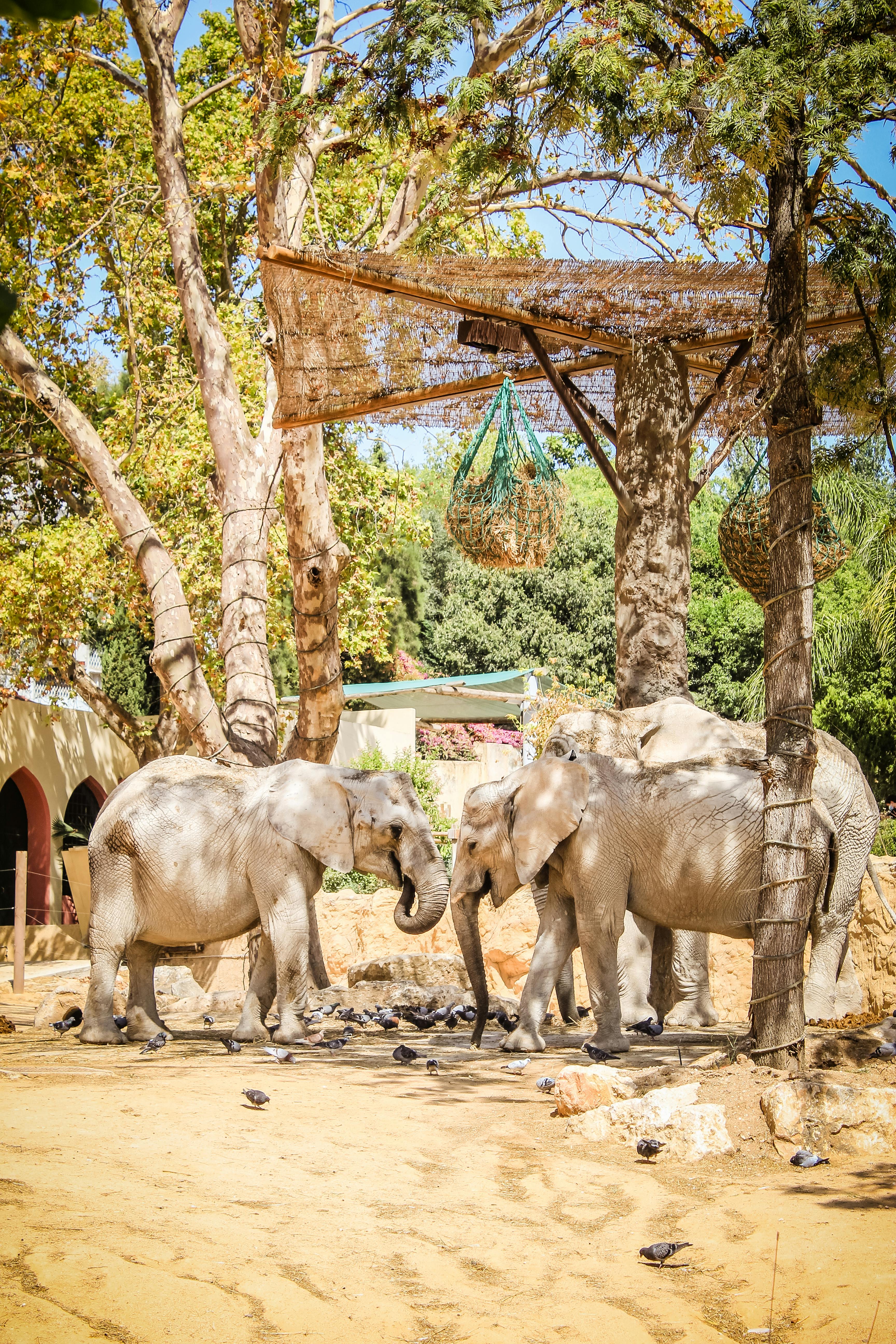 Three Elephants in a Zoo Enclosure