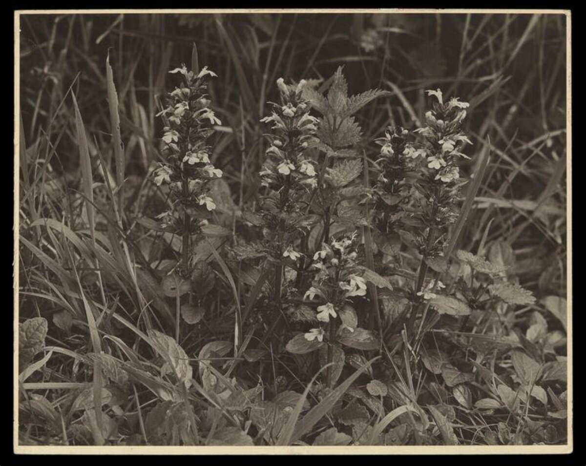Vintage Photo of Flowering Wild Herbs