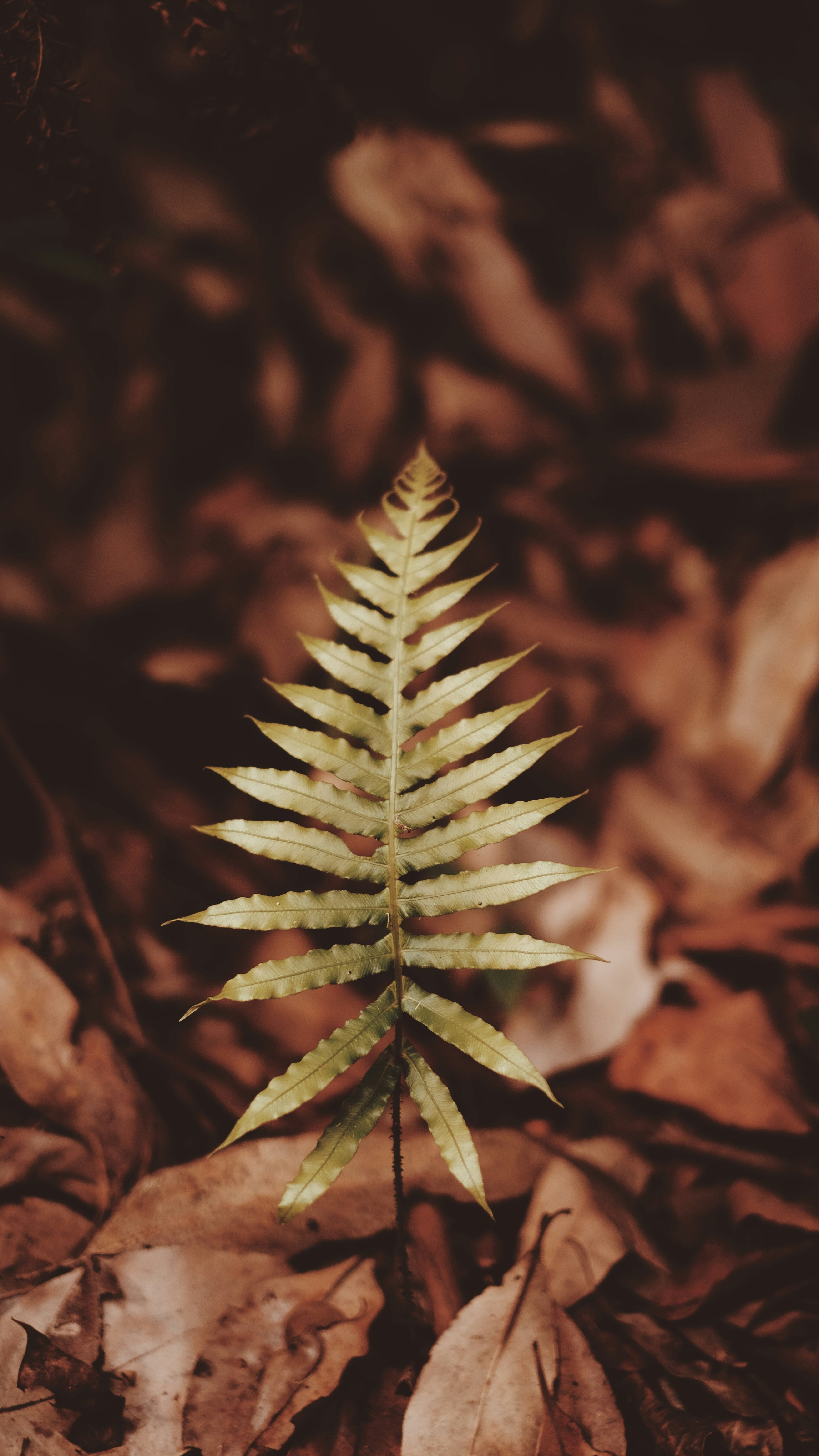 Wallpapers