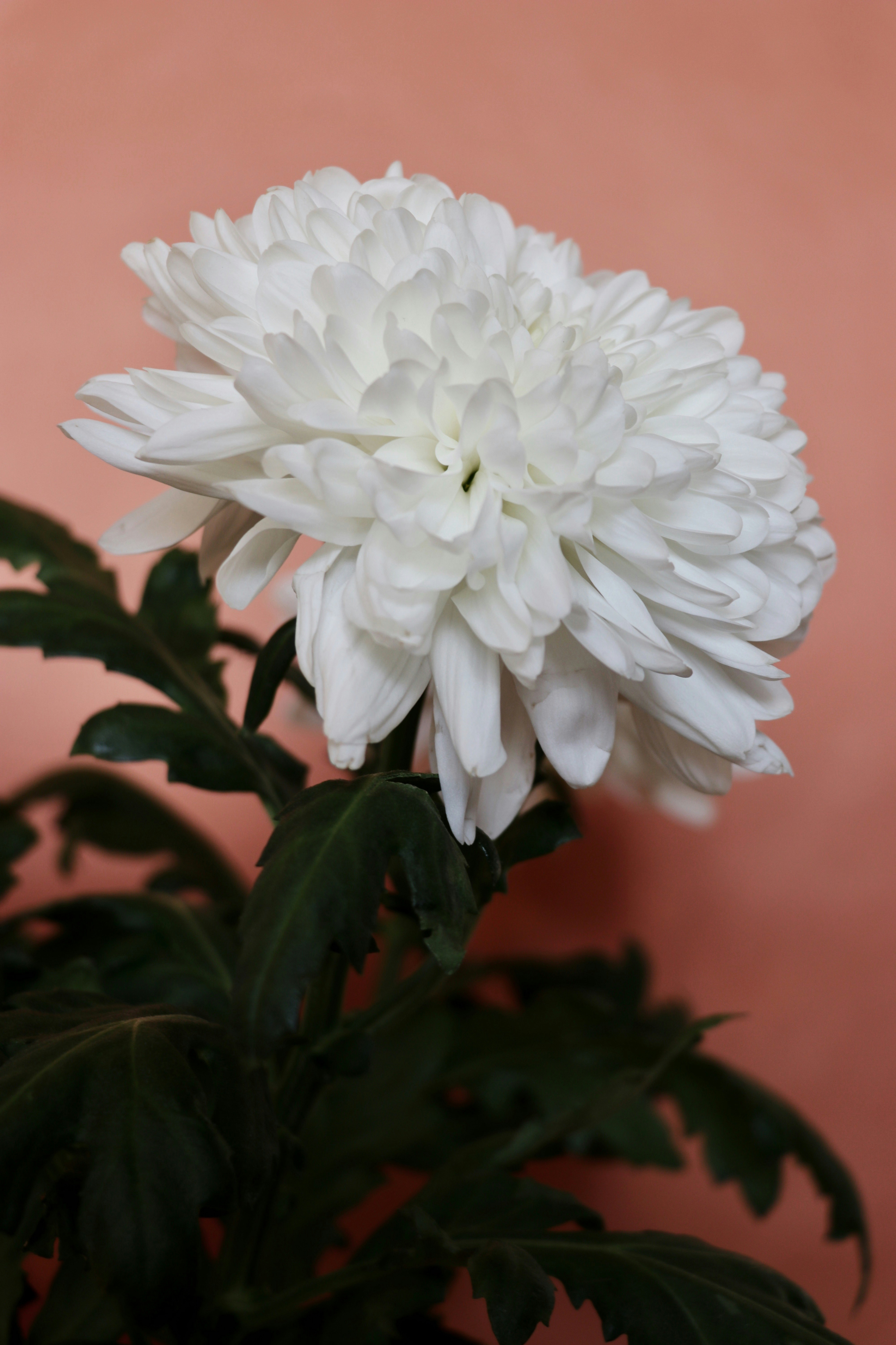 Single White Chrysanthemum