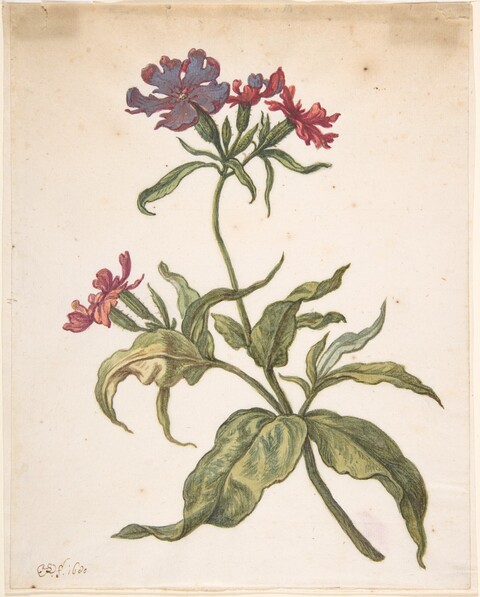 Vintage Flower Botanical Illustration