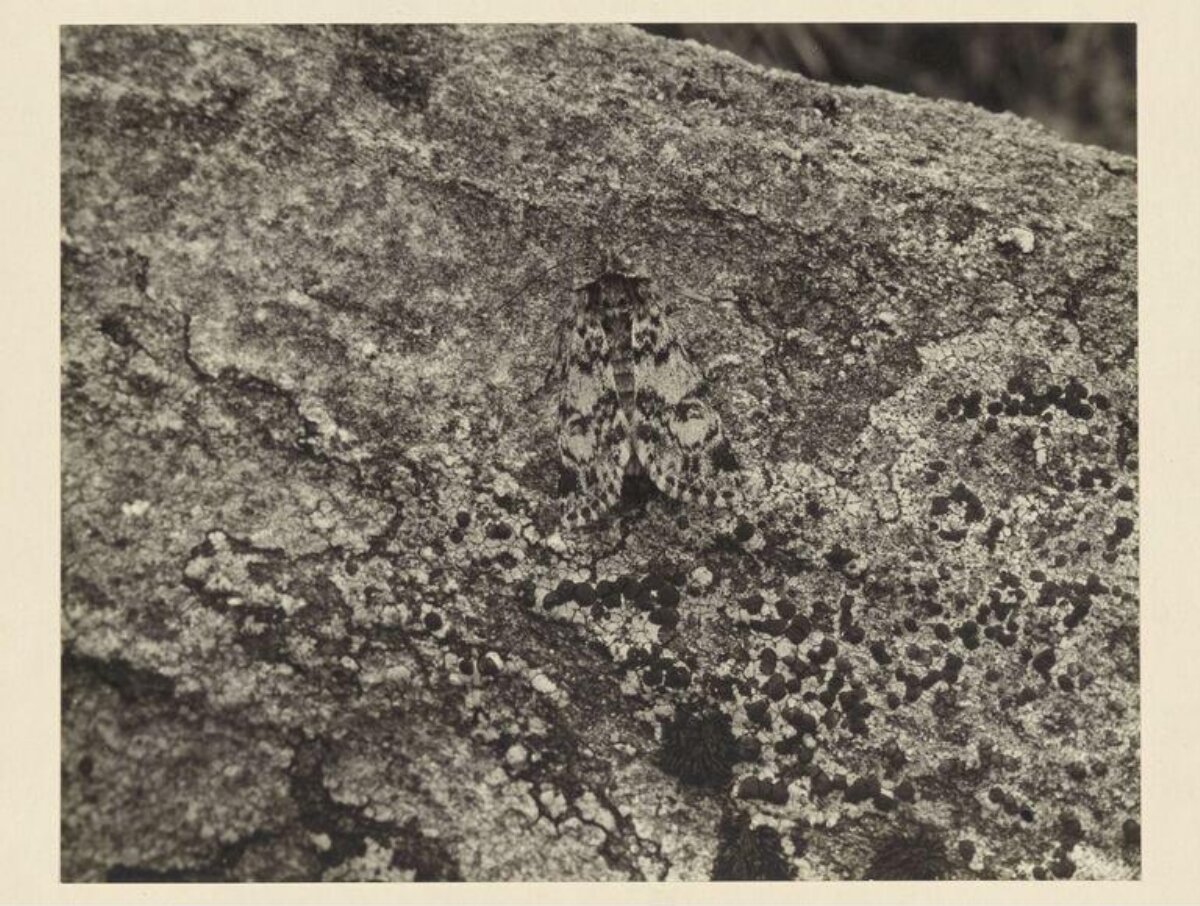 Moth Camouflaged on Lichen-covered Rock