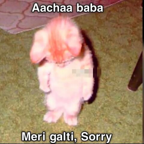Apologetic Kitten Meme