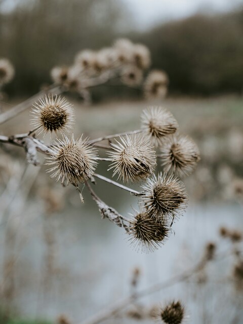 Dried Burdock Seed Heads