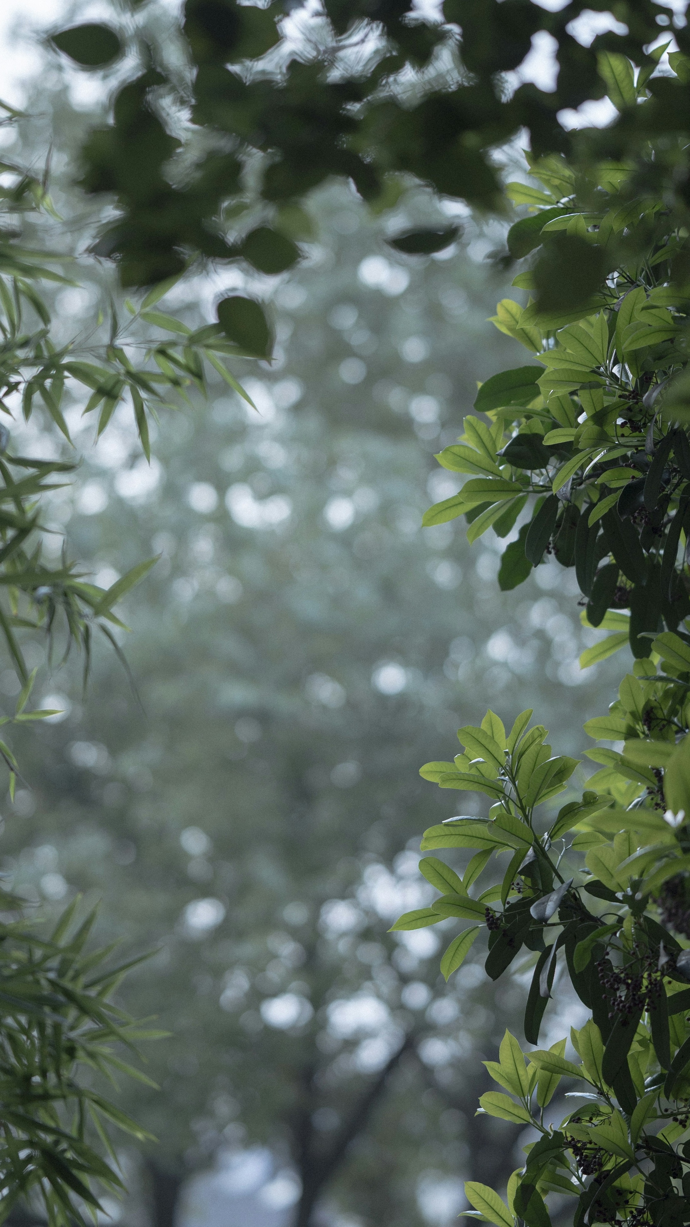 Lush Green Forest Foliage