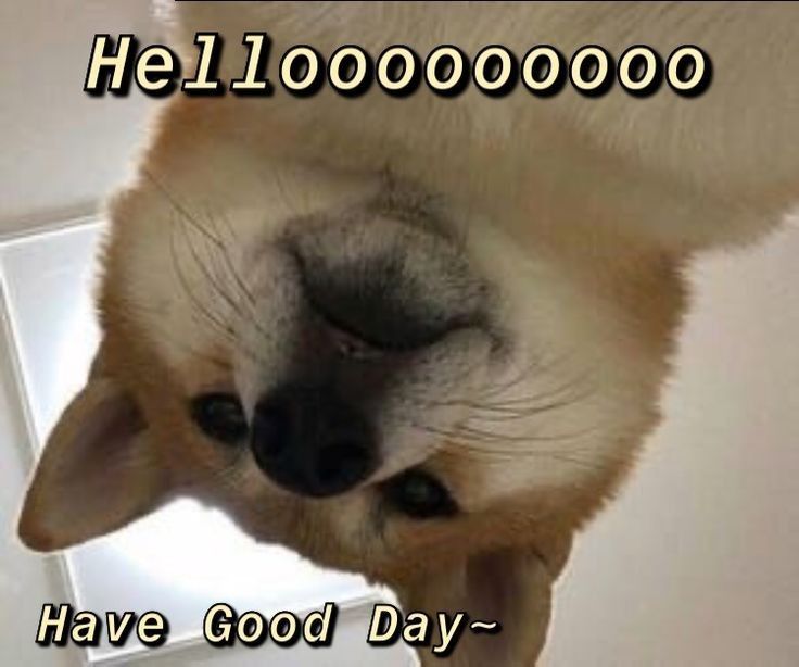Inverted Corgi Greeting Meme