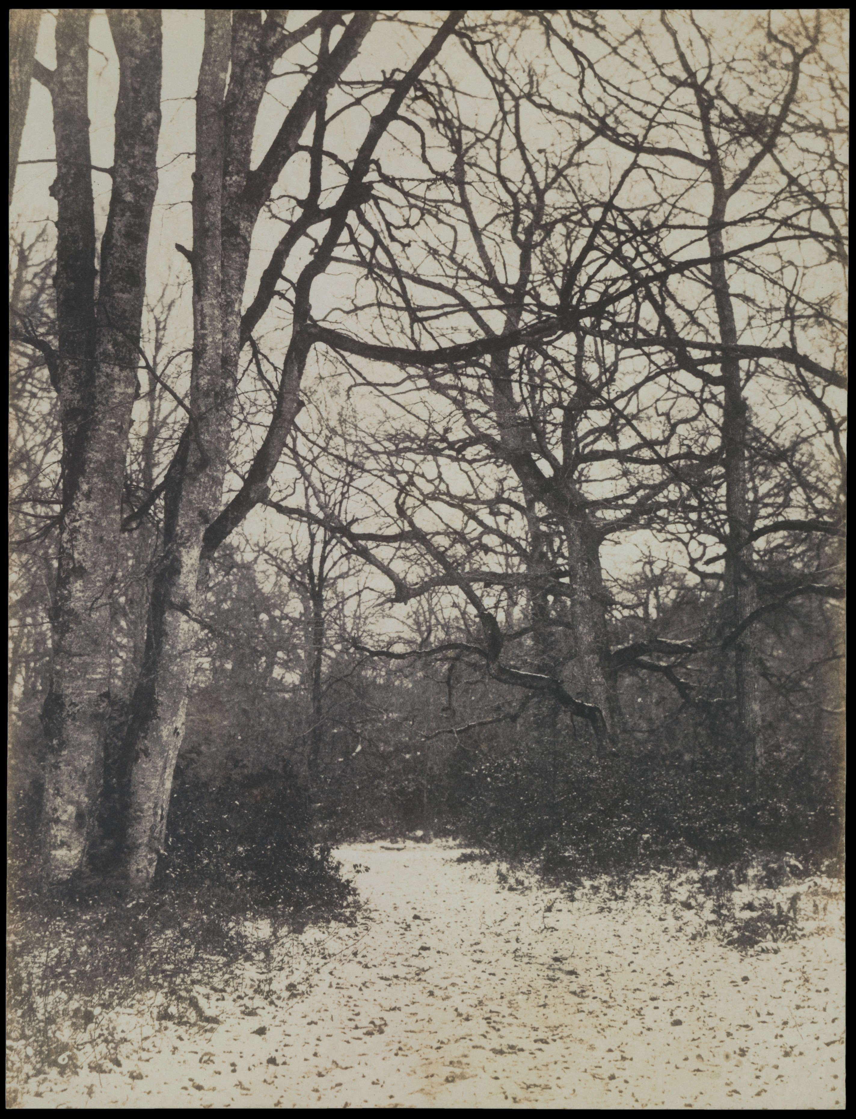 Winter Snowy Forest Path