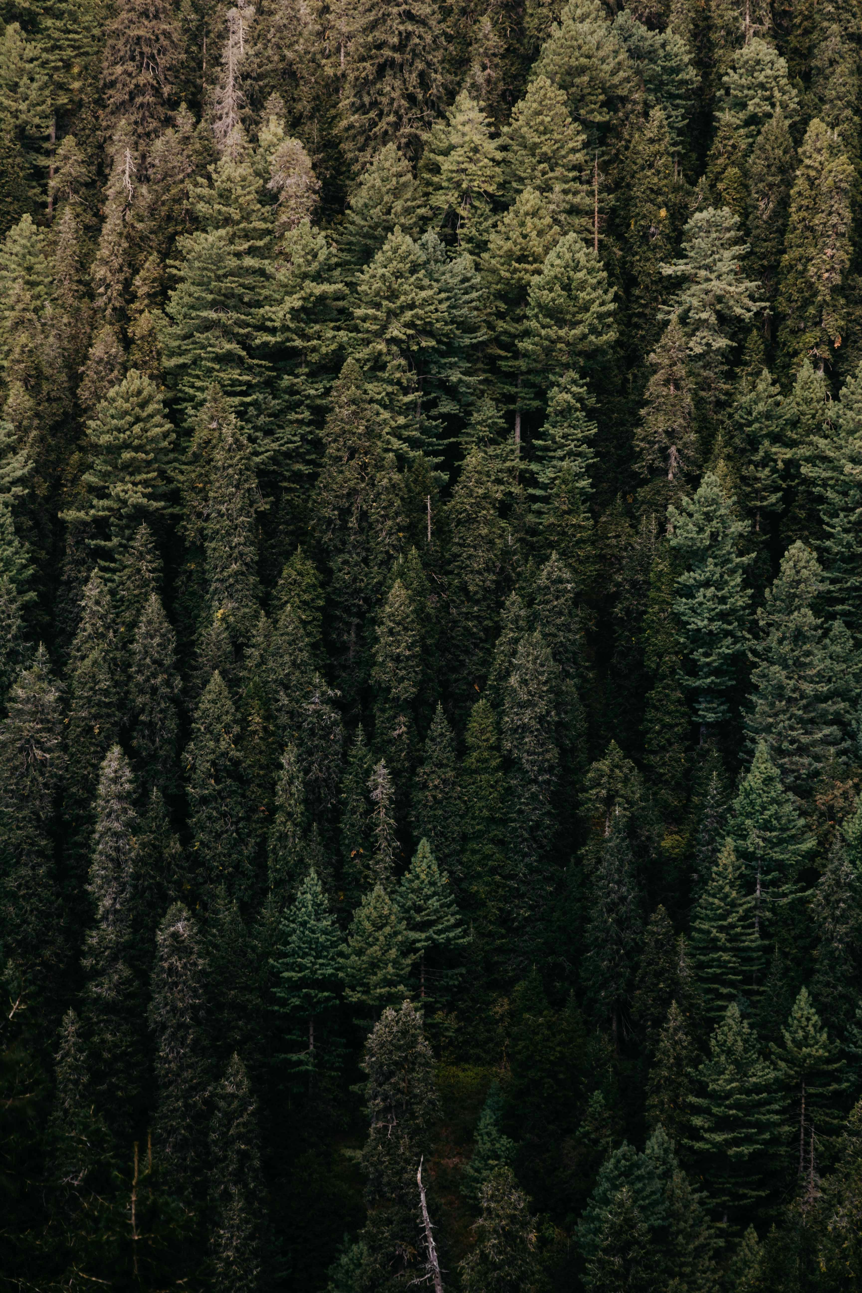 Dense Coniferous Forest Aerial View