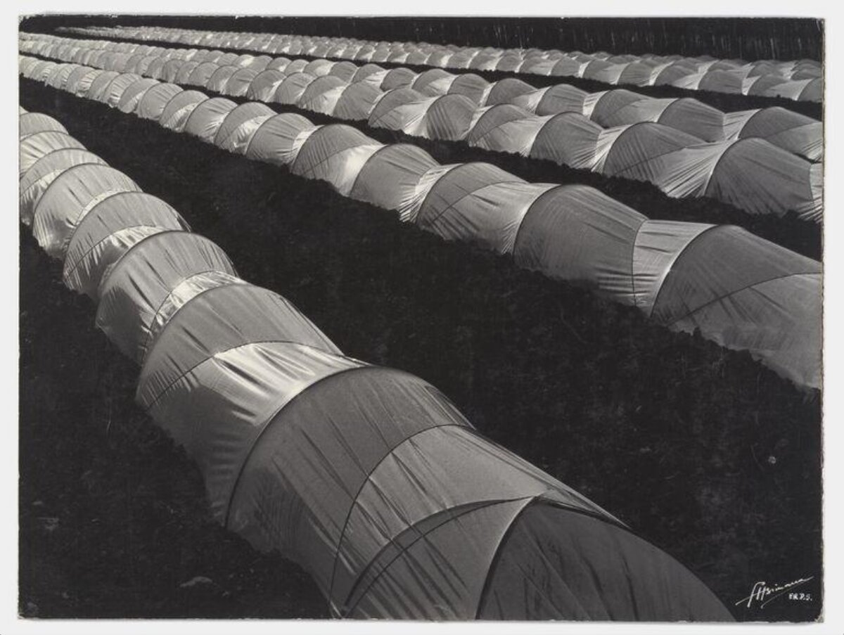Black and White Covered Farm Rows