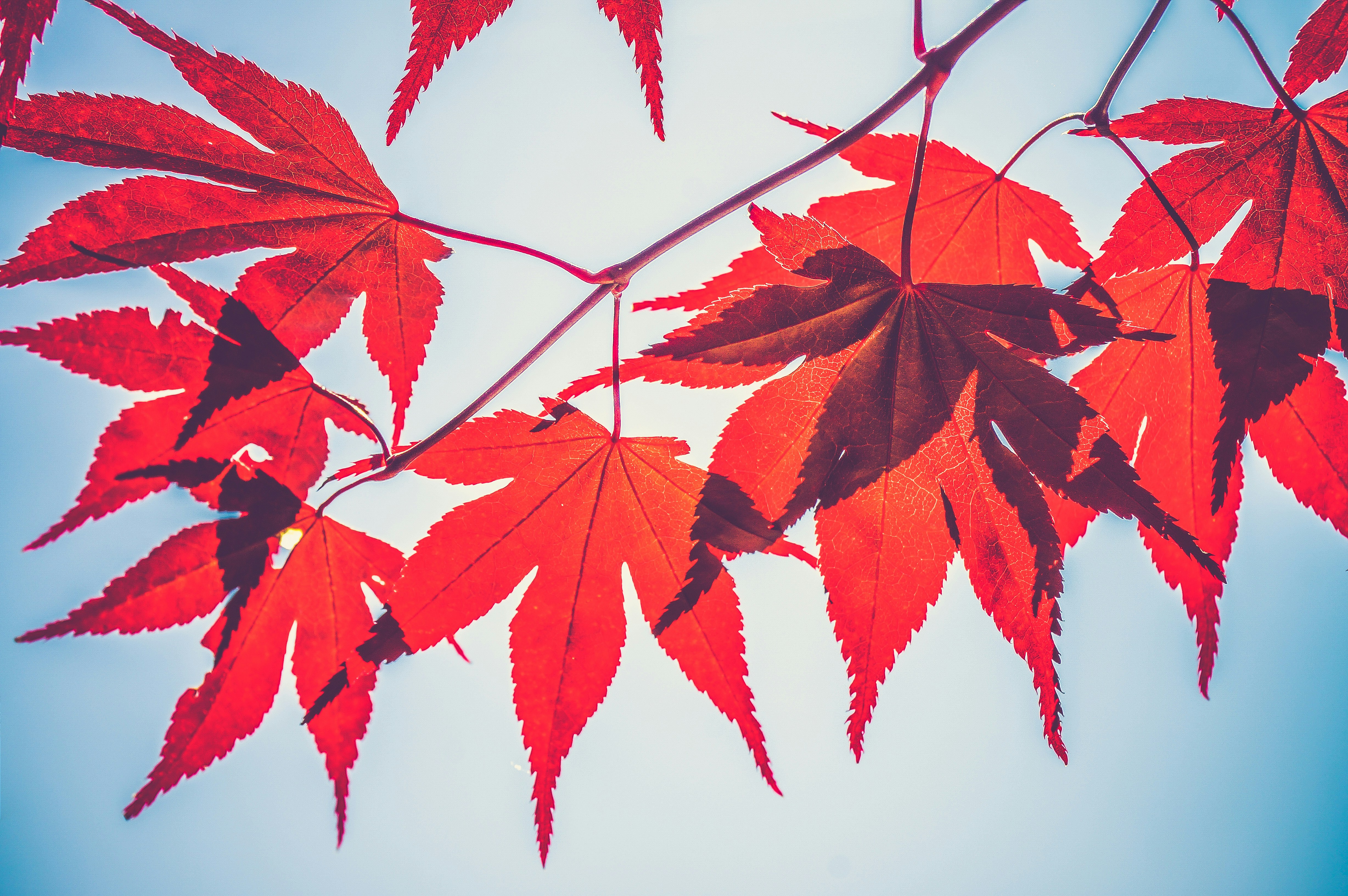 Red Maple Leaves Against Blue Sky