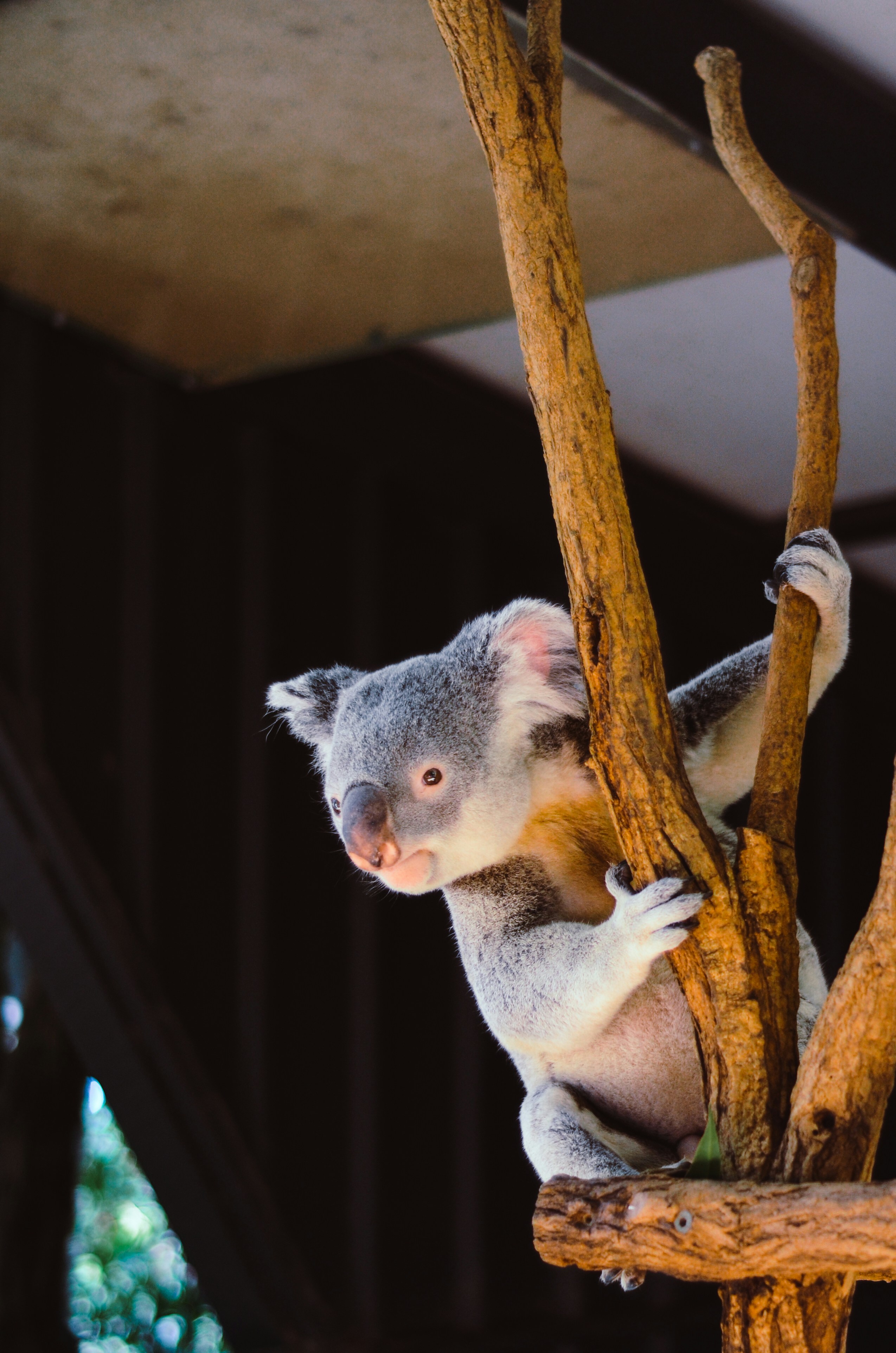 Koala Clinging on Tree Branches