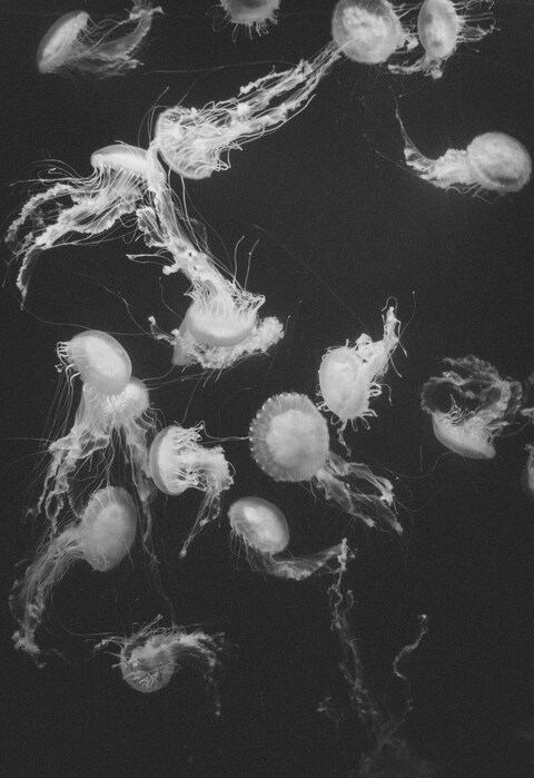 Black and White Jellyfish Group