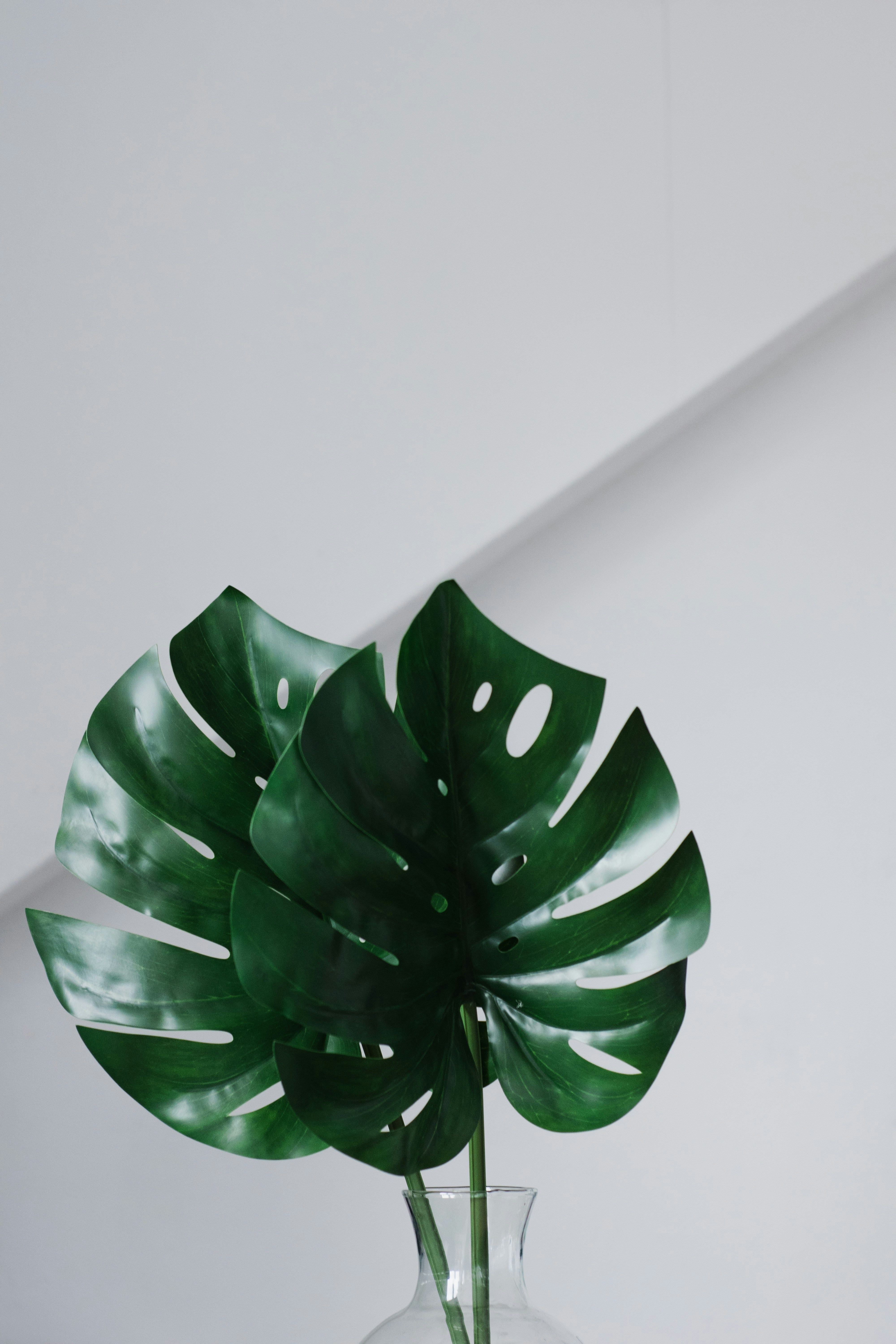Monstera Leaves in Glass Vase