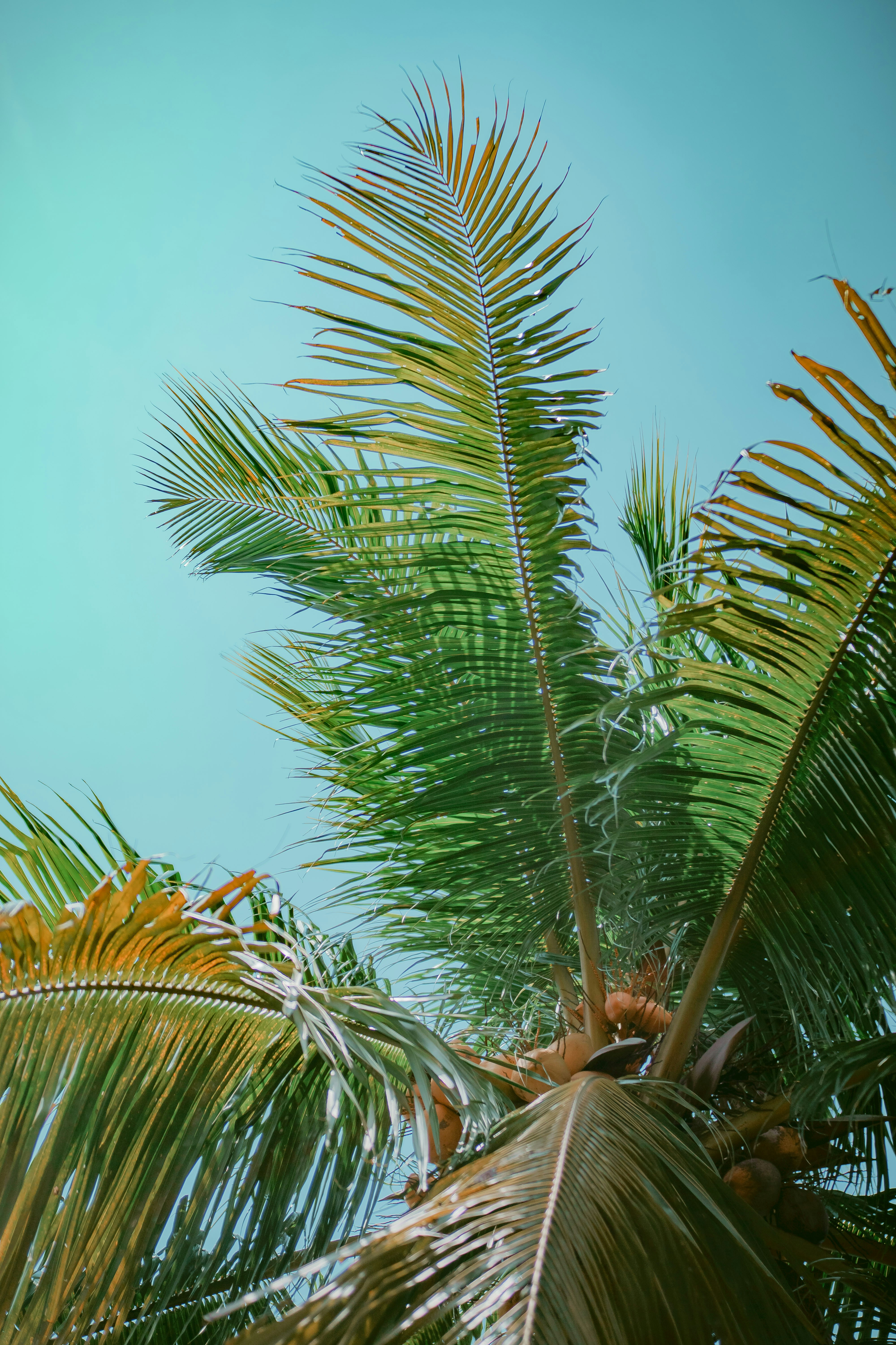 Coconut Palm Leaves Against Clear Sky