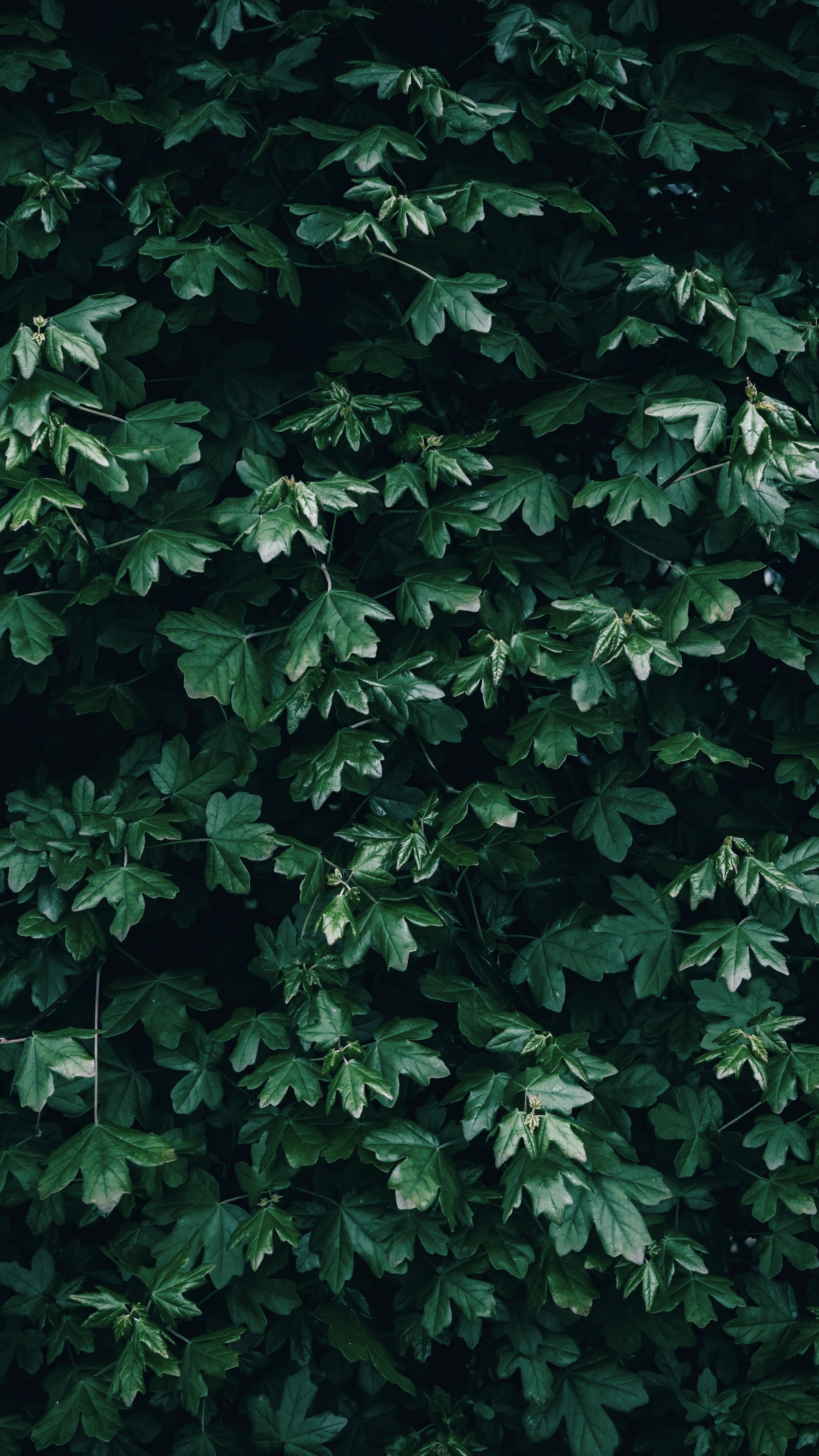 Wallpapers