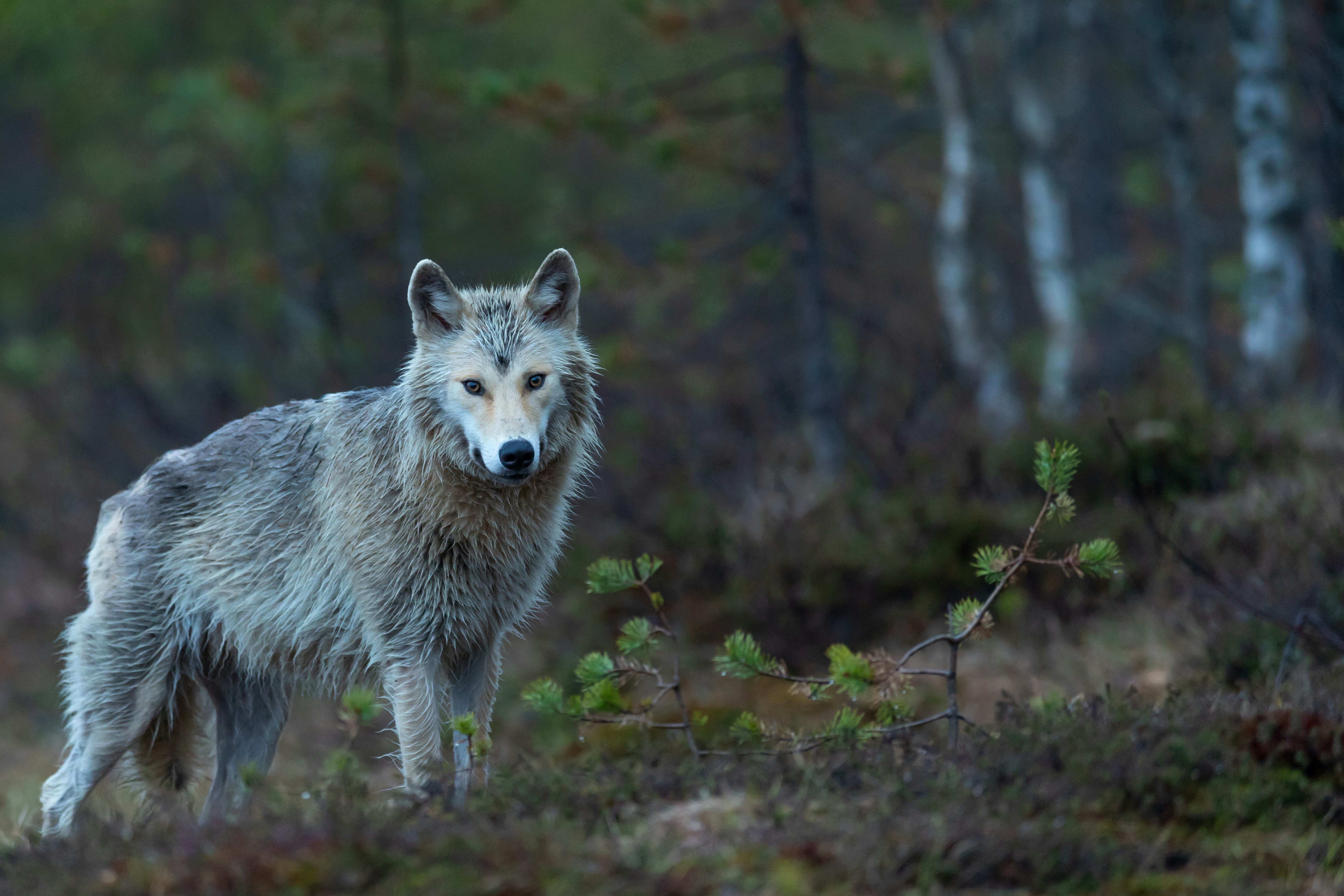 Gray Wolf in Wild Forest