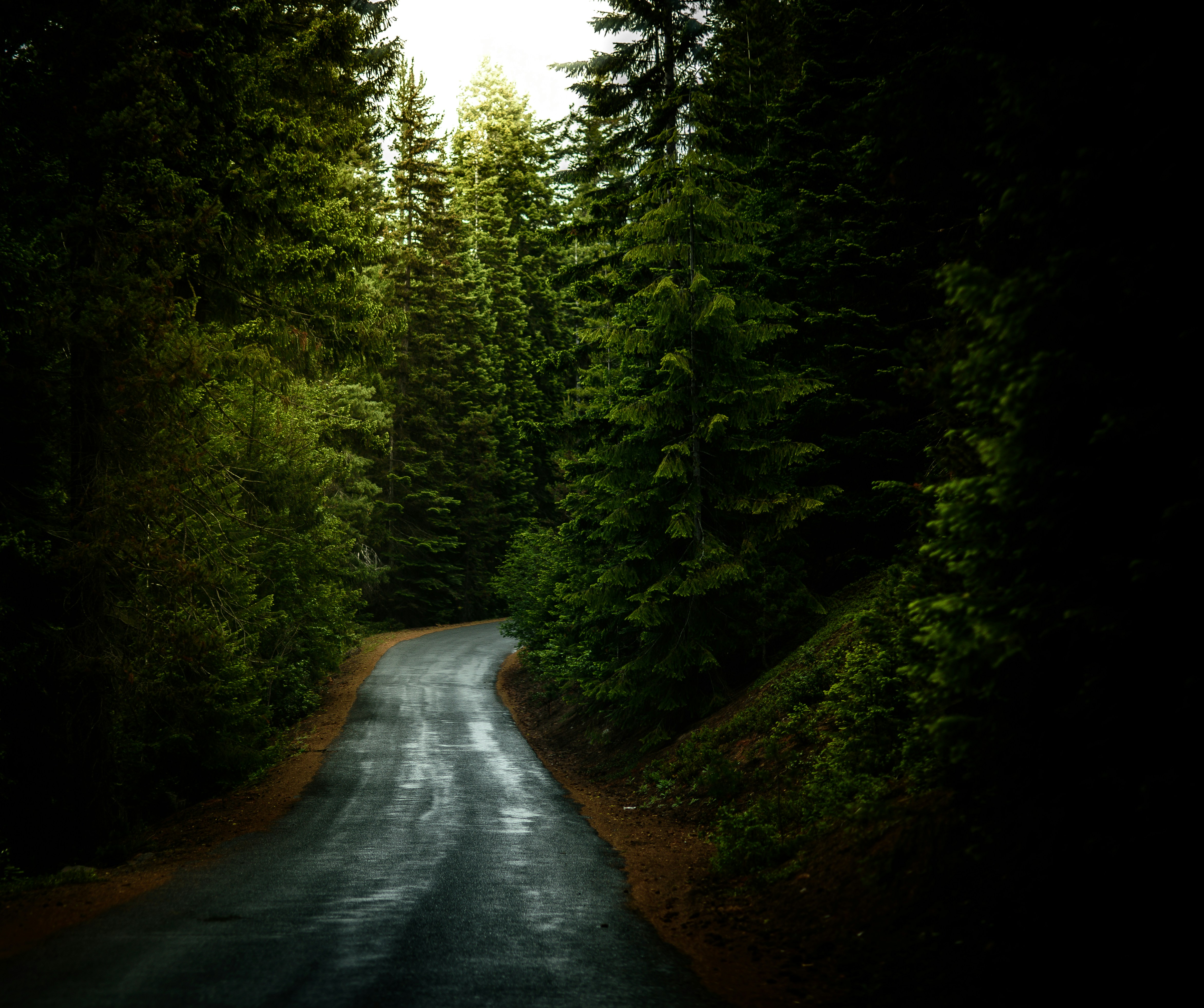 Winding Road Through Dense Forest