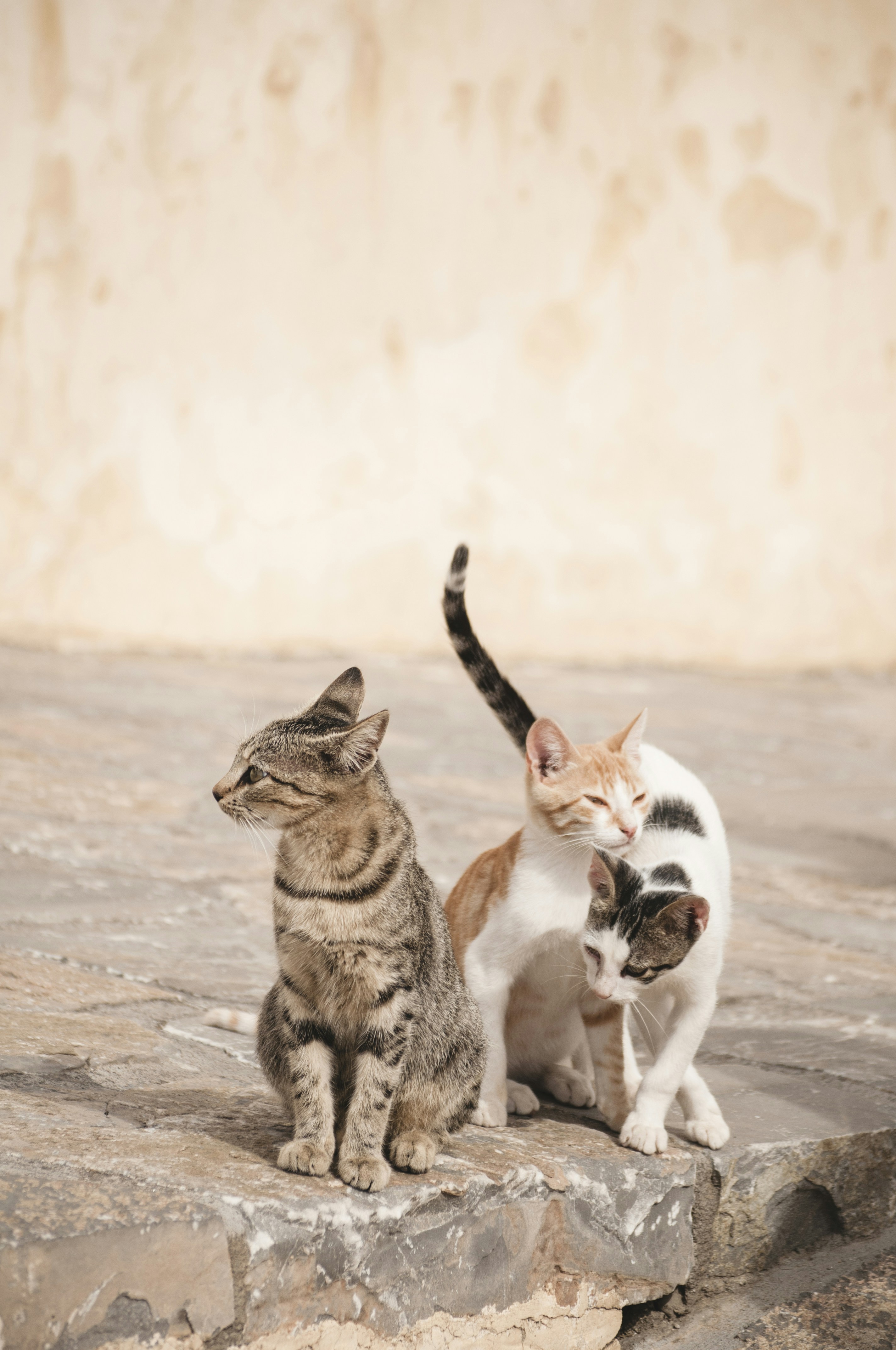 Three Cats Resting On Stone Step