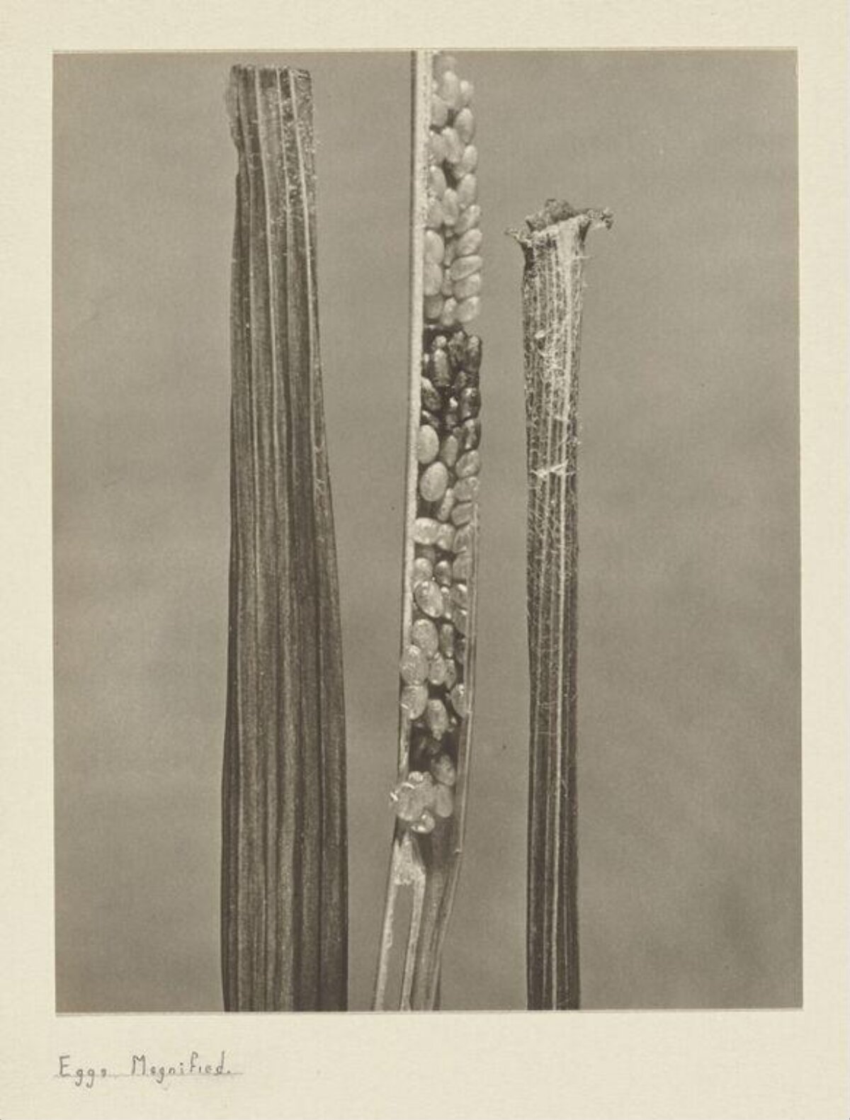Magnified Insect Eggs on Plant Stems