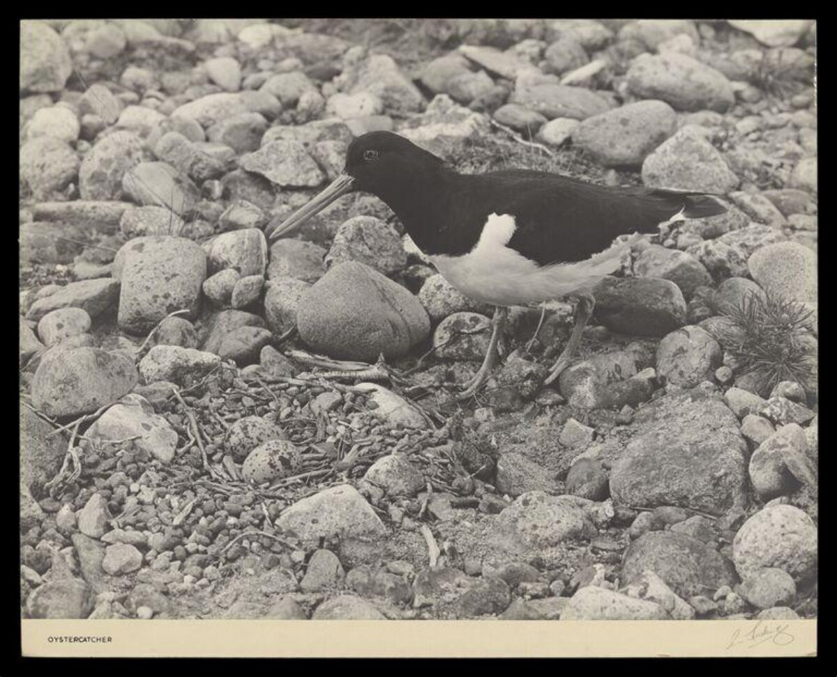 Oystercatcher Beside Its Nest