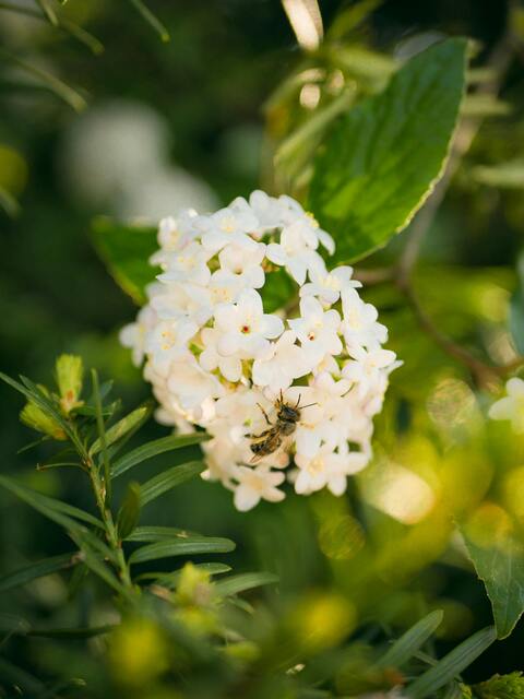 Bee on Cluster of White Flowers