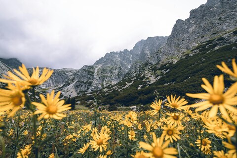 Yellow Wildflowers Beneath Rocky Peaks