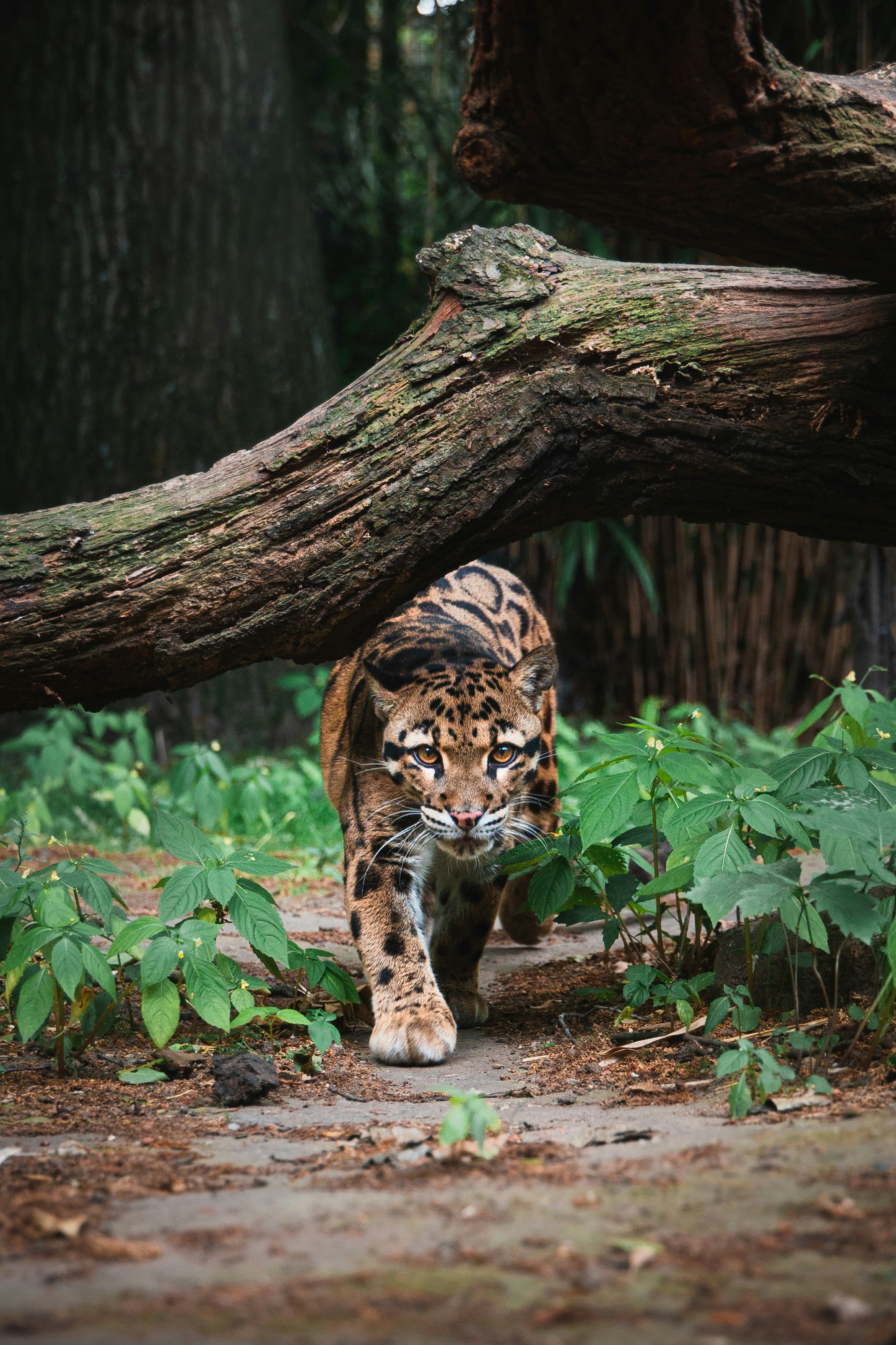 Clouded Leopard Walking Through Forest