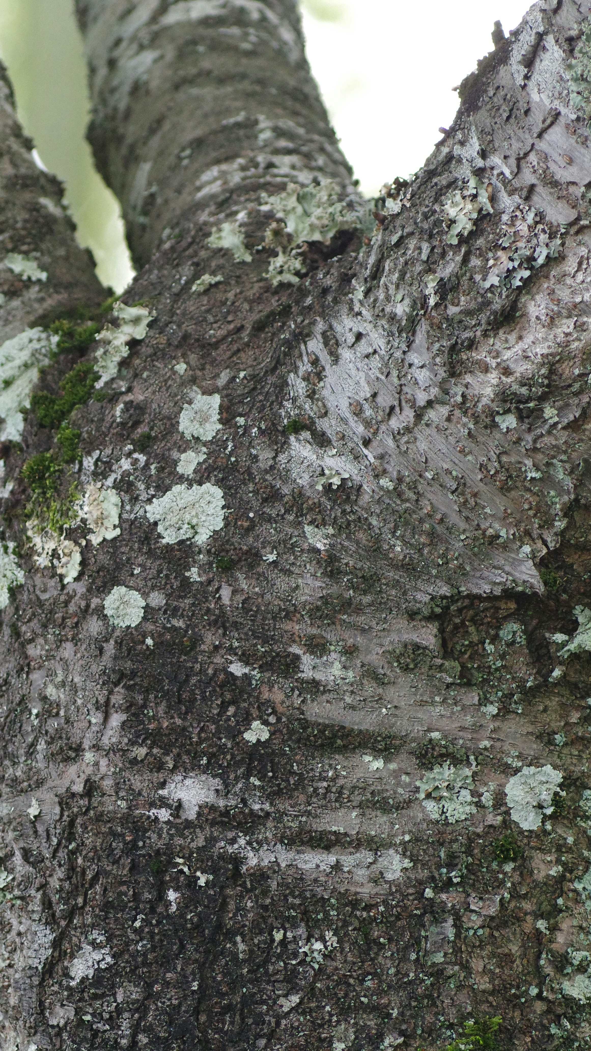 Tree Bark with Lichen and Moss