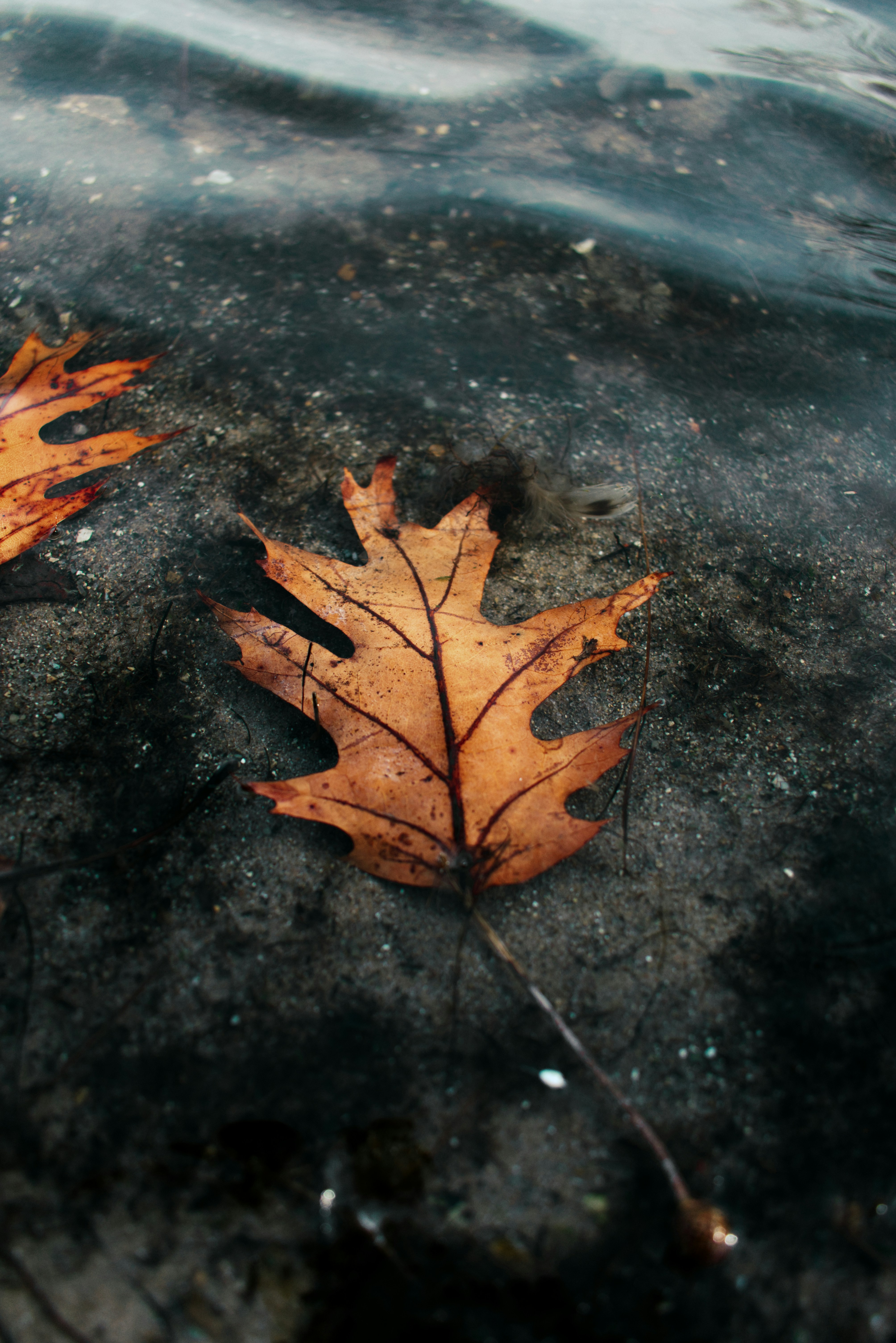 Oak Leaf Under Shallow Water