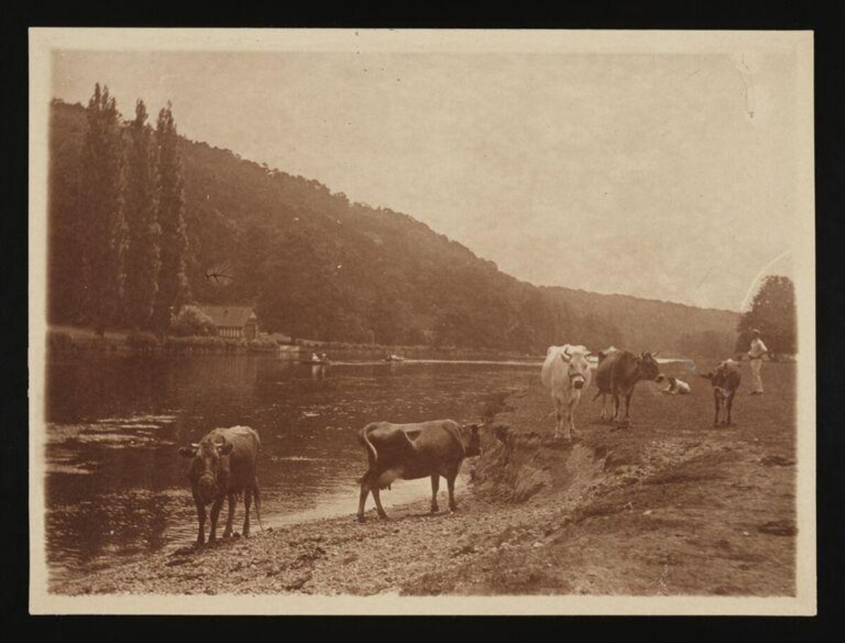 Cows on Riverbank Vintage Photo