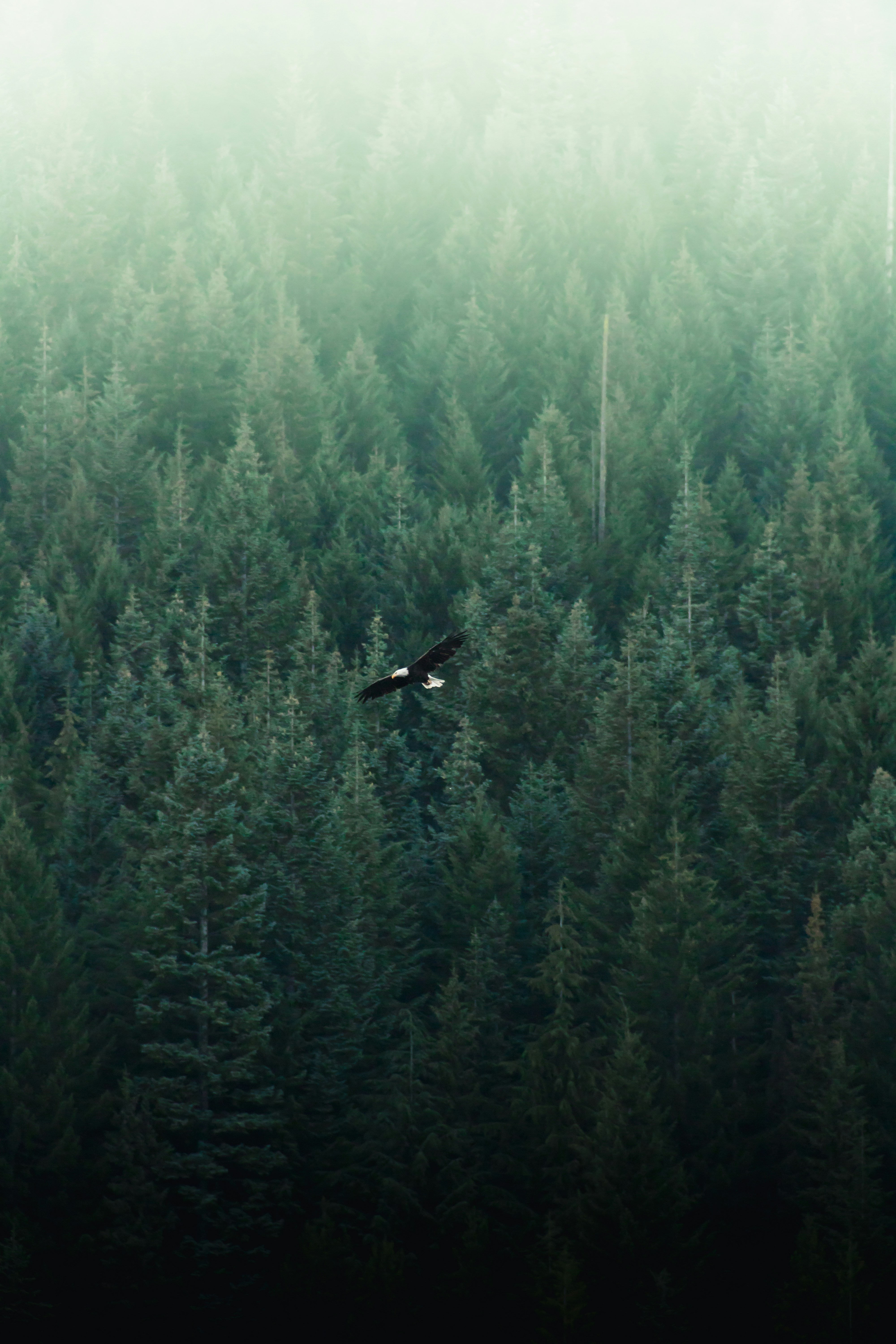 Bald Eagle Flying Over Misty Forest