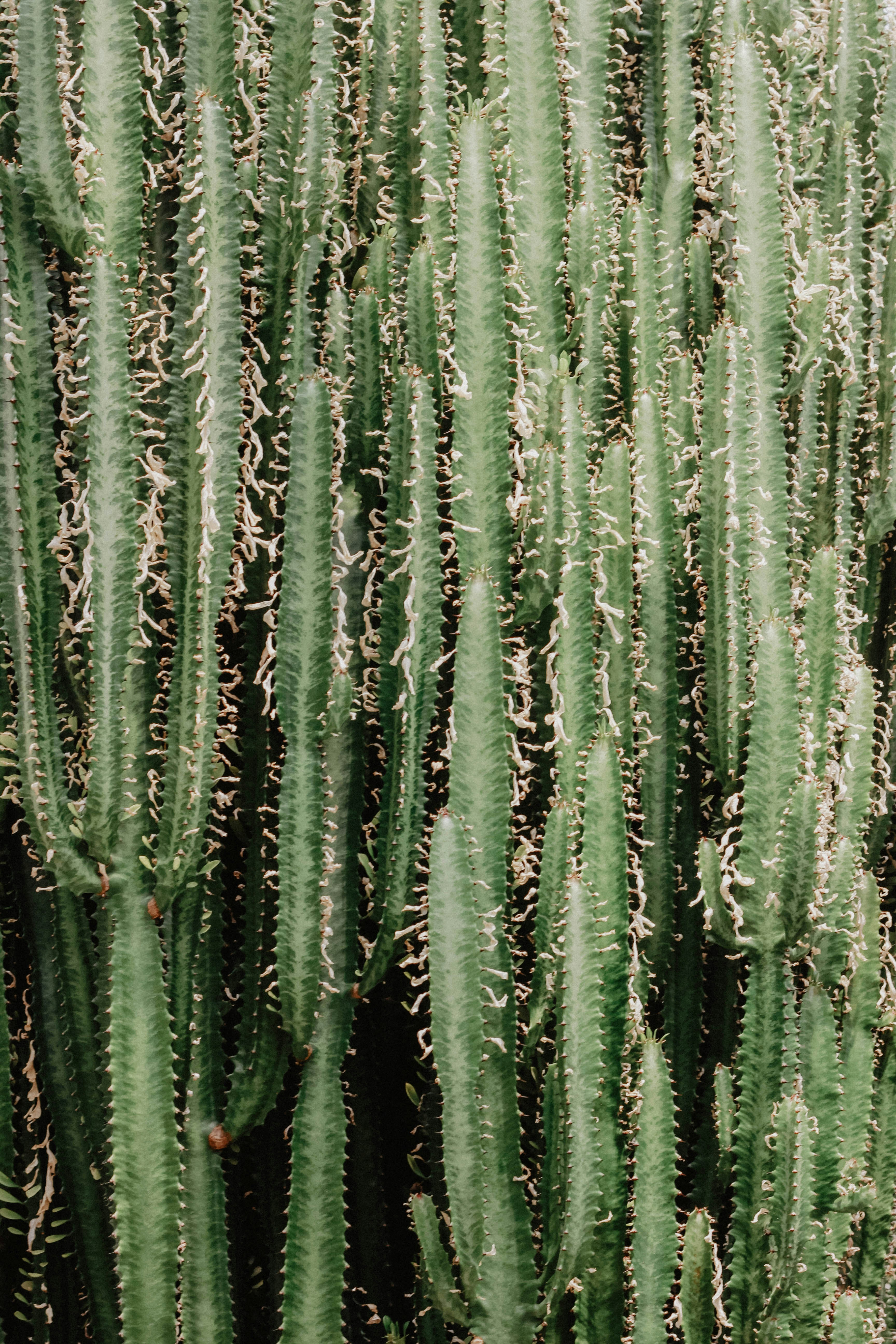 Dense Upright Columnar Cacti