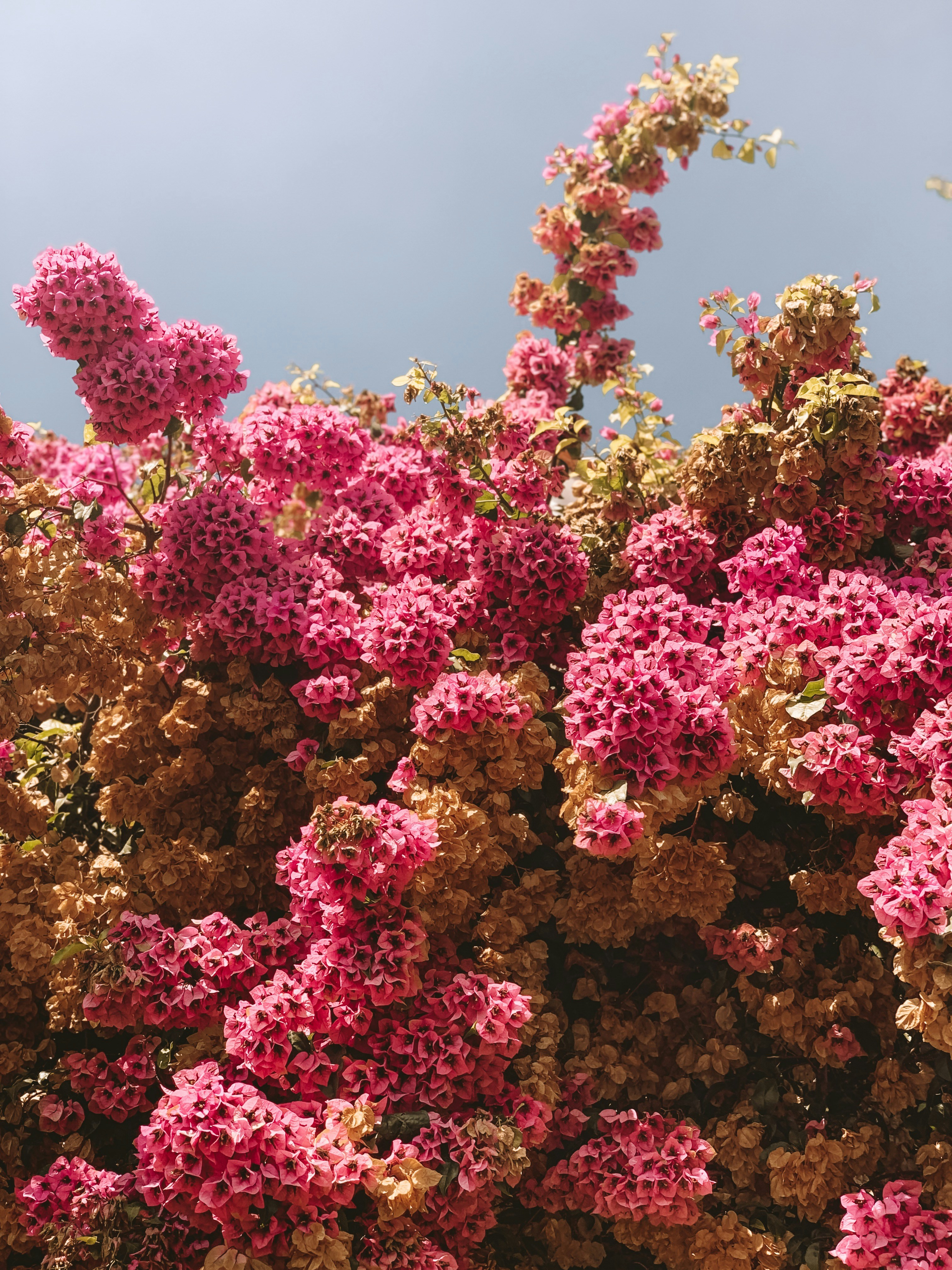 Sunlit Bougainvillea Against Blue Sky