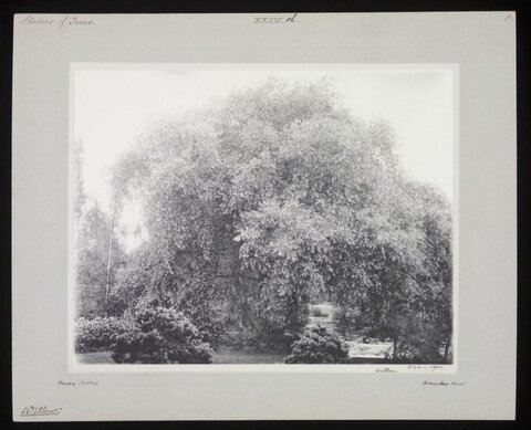 Willow Tree by River