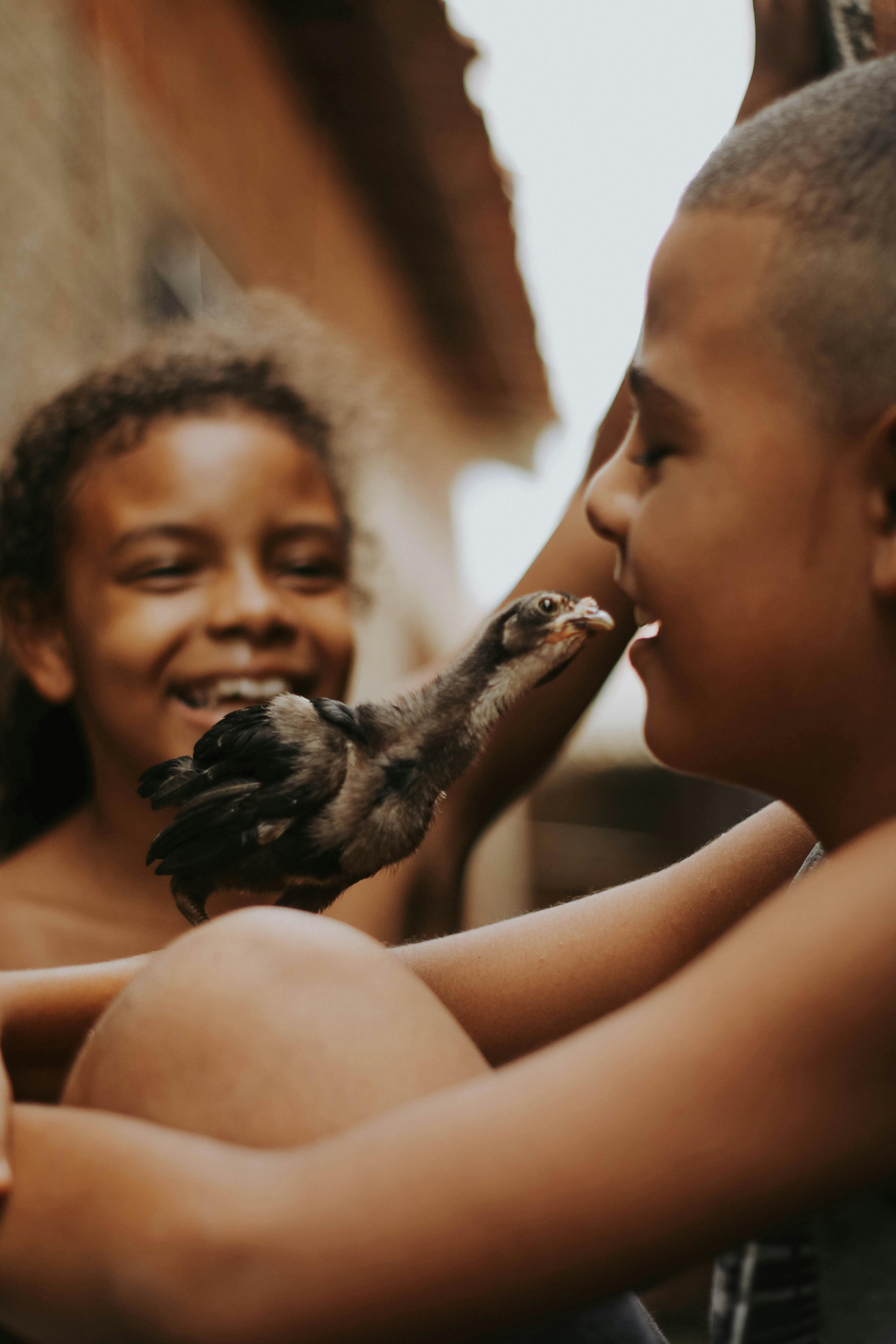 Children Playing With Baby Chick