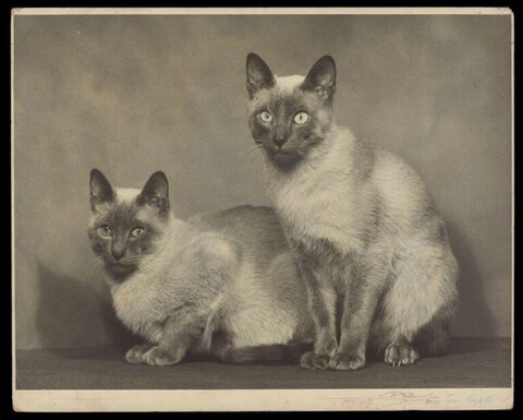 Two Siamese Cats Vintage Portrait