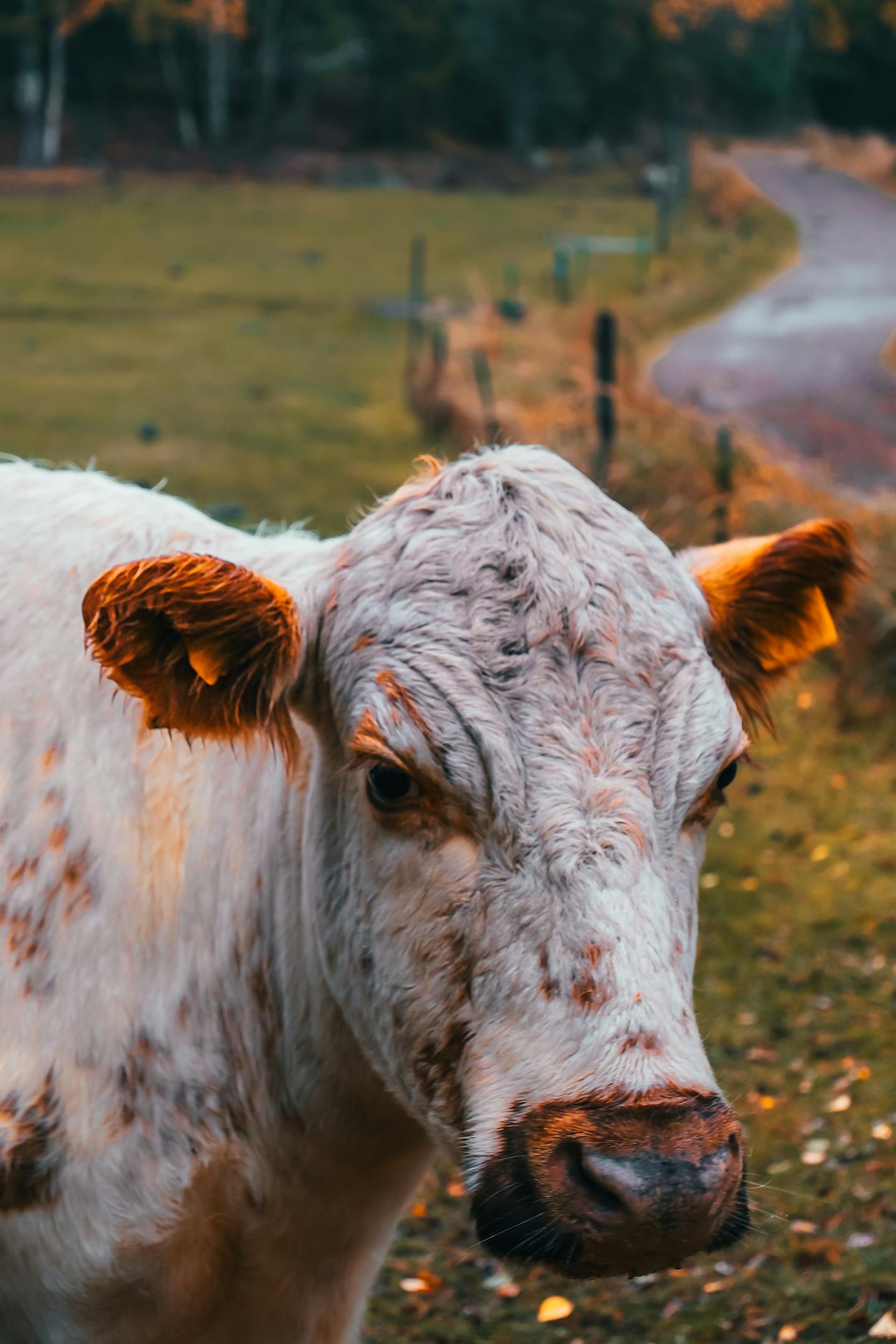 White Spotted Cow in Autumn Pasture