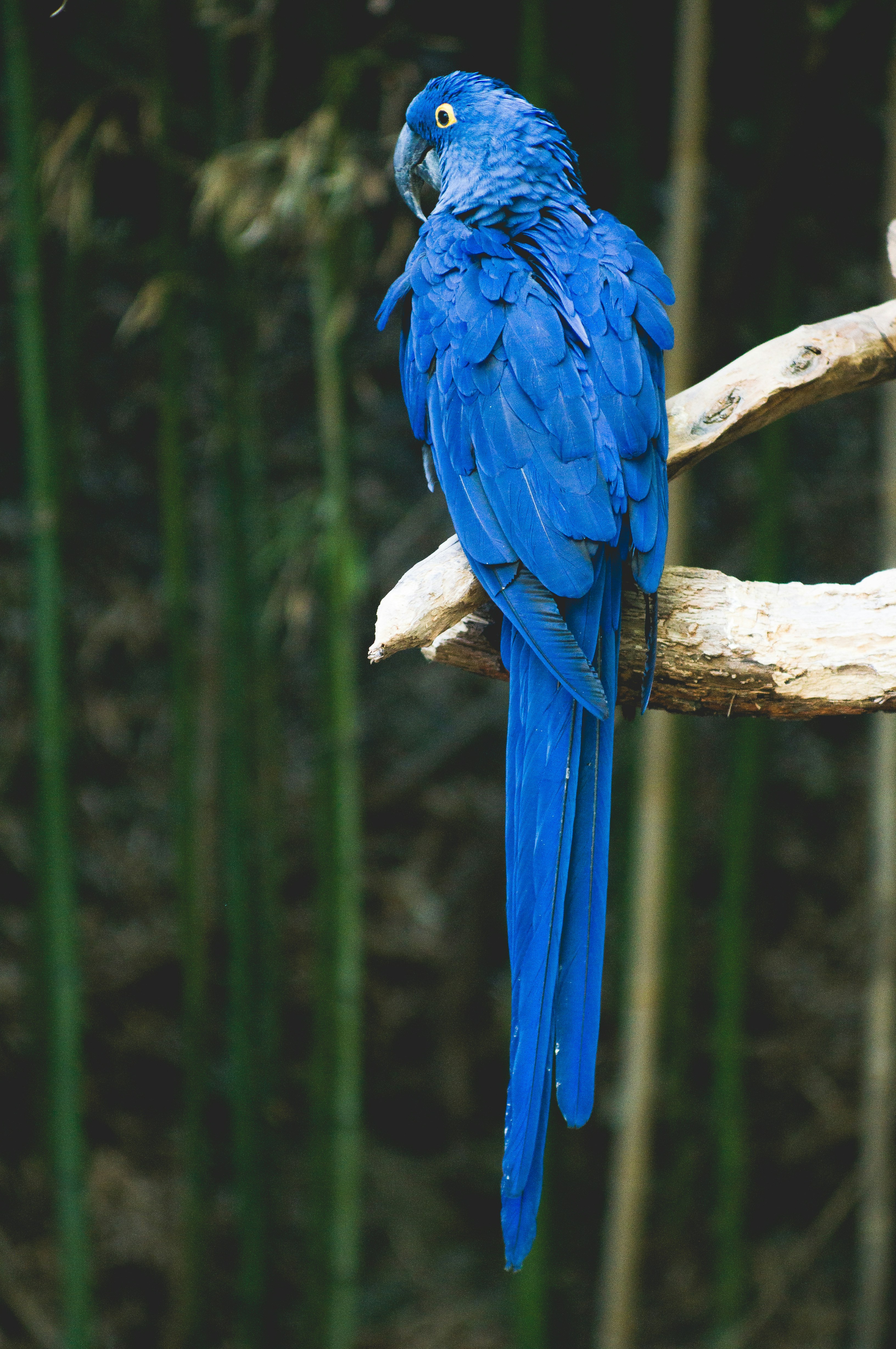 Blue Hyacinth Macaw Perched on Branch