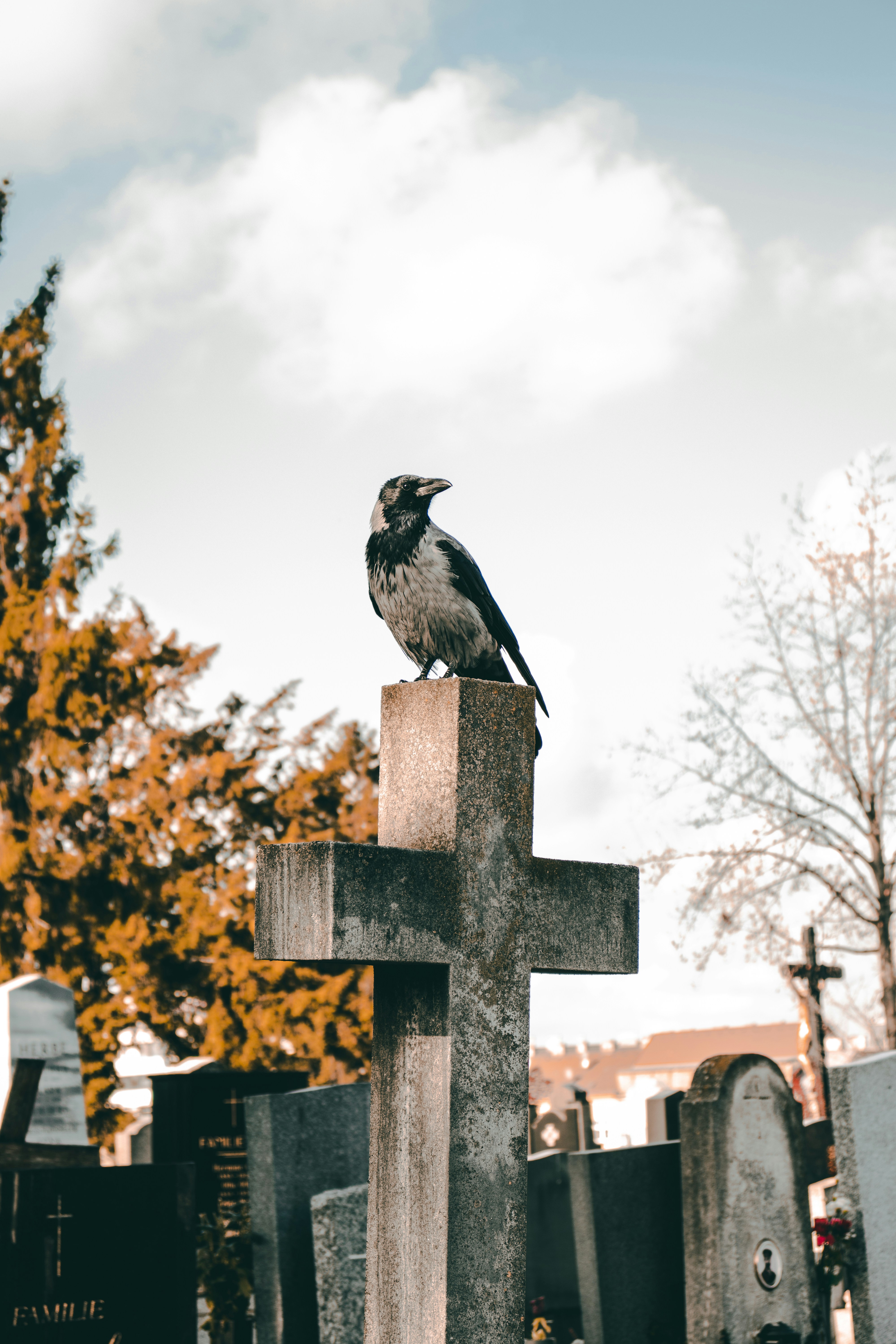 Crow Perched on Cemetery Cross