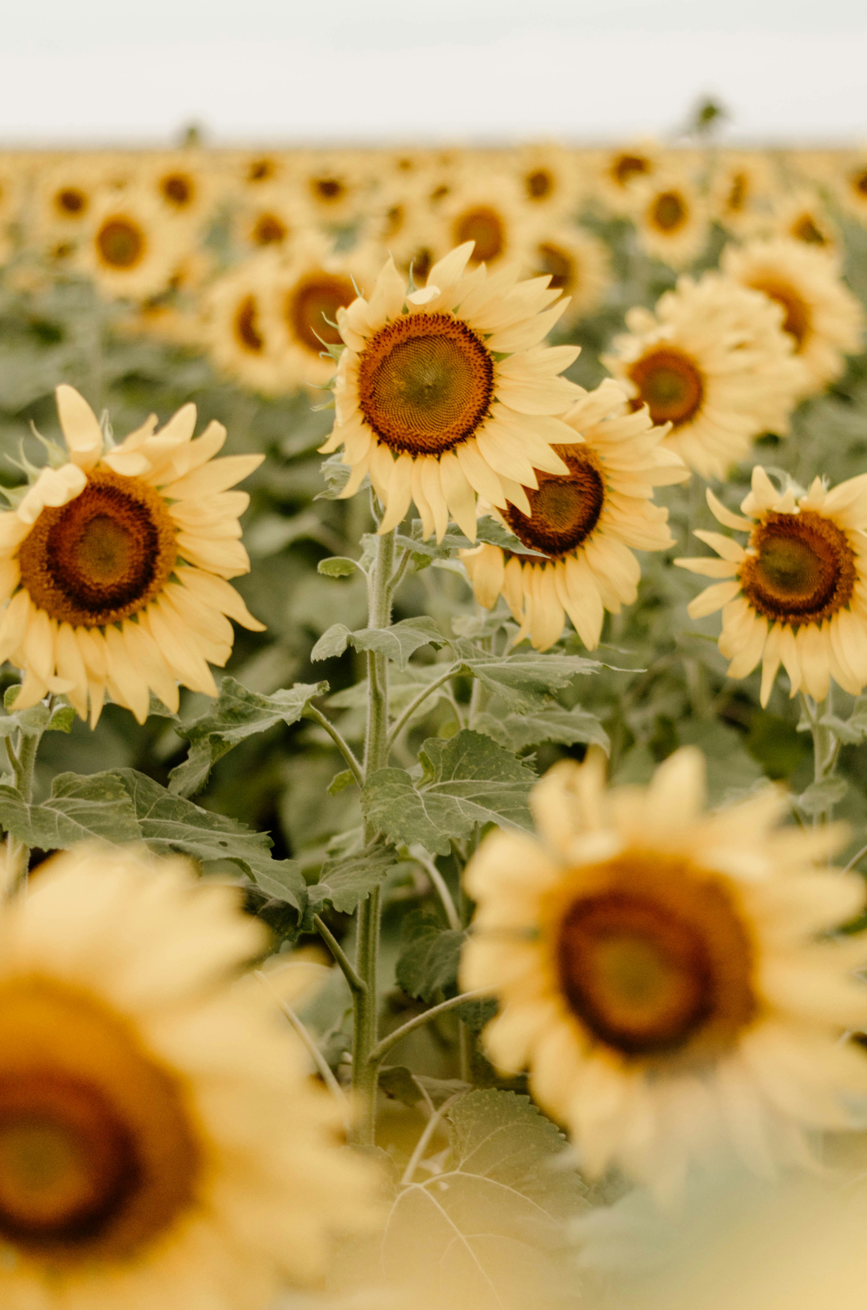Vast Sunflower Field