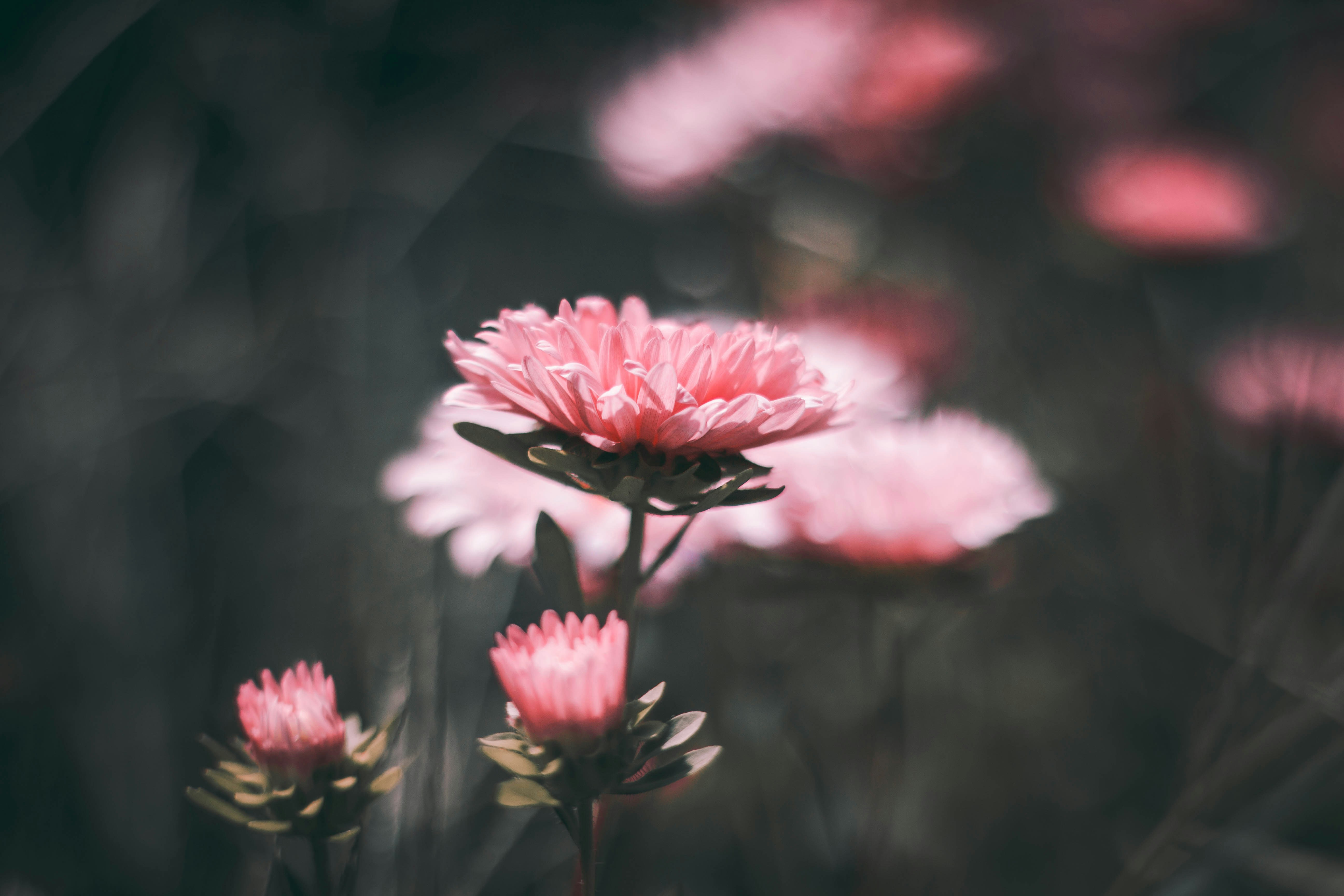 Pink Blooming Aster Flowers
