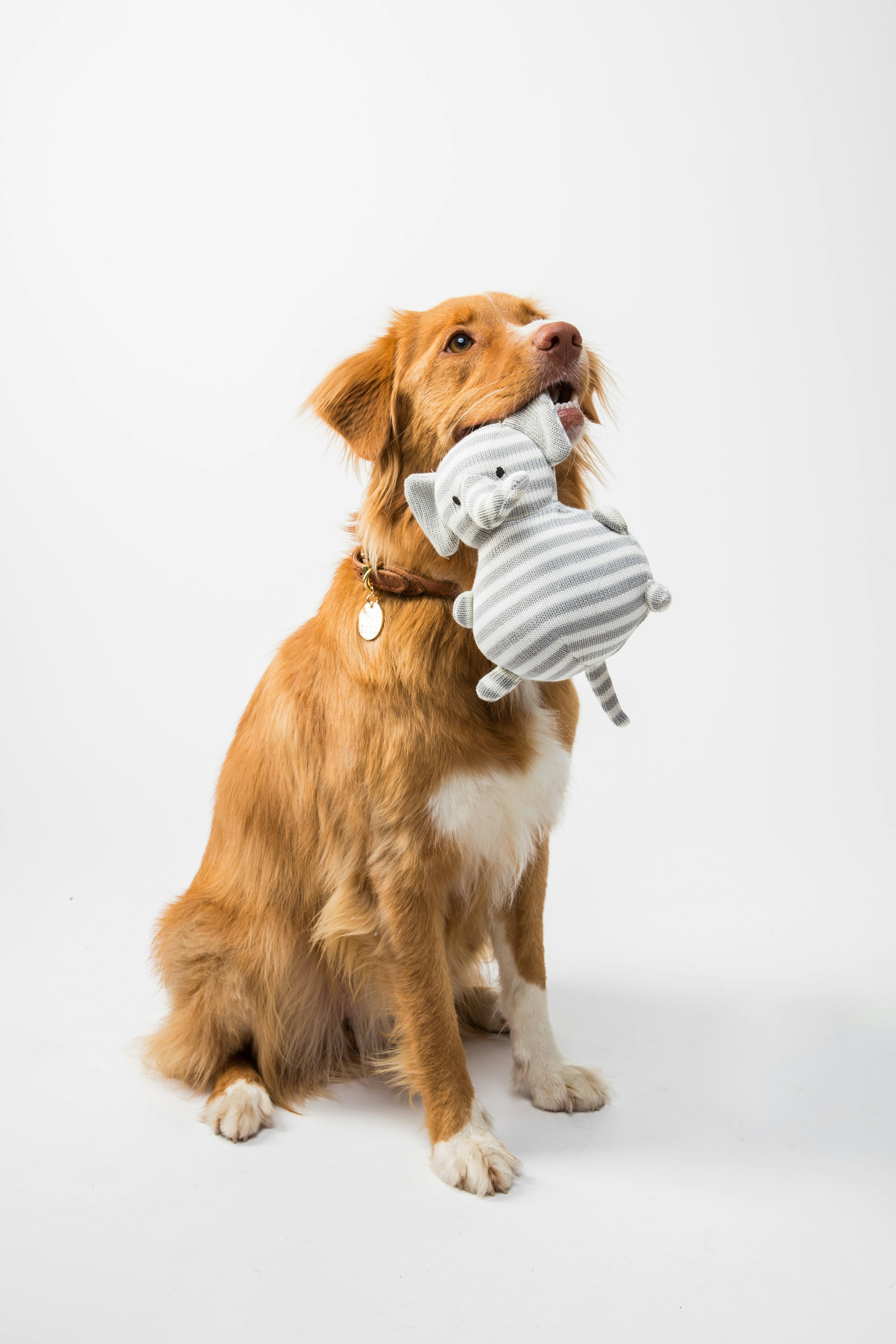 Golden Retriever Holding Stuffed Toy