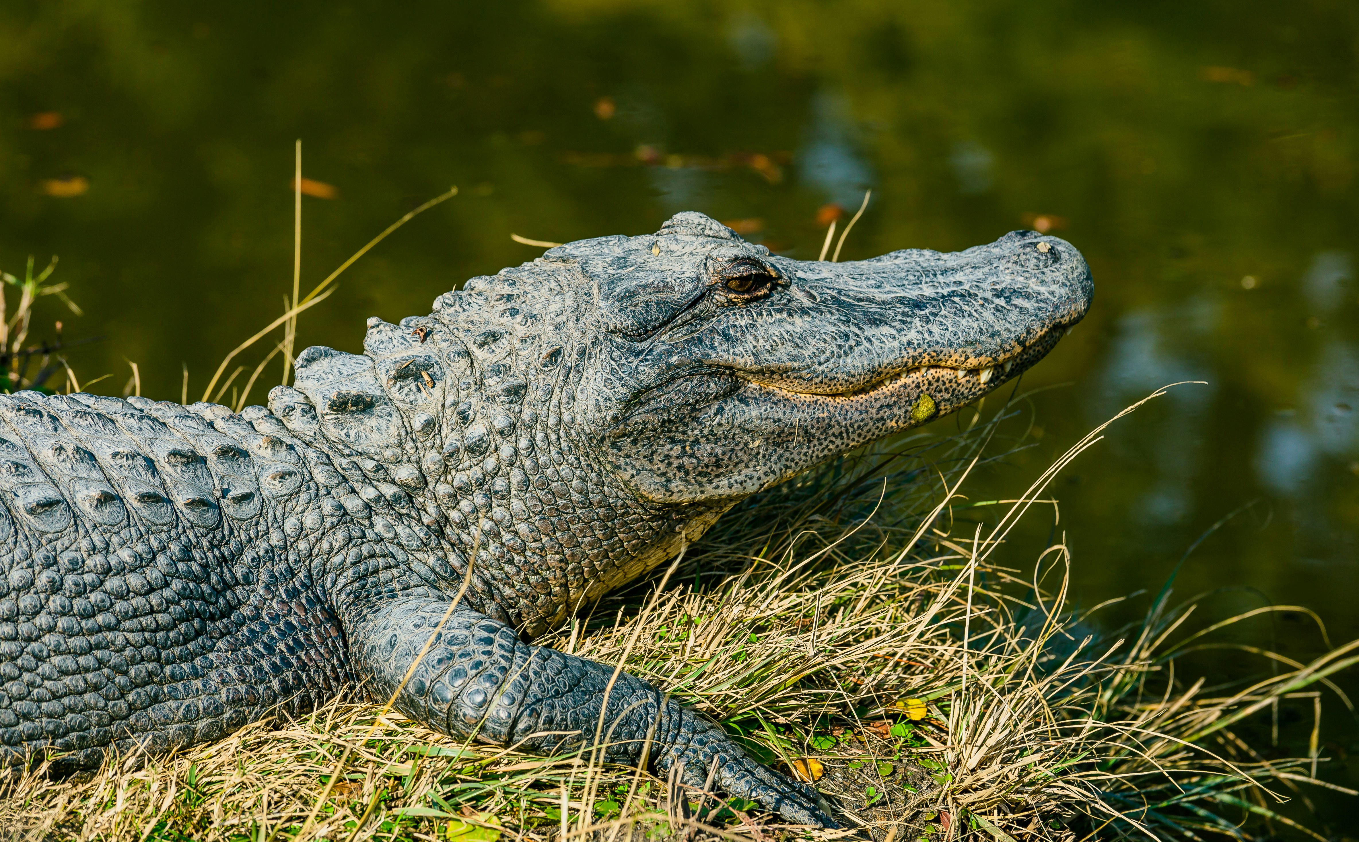 Alligator Resting on Grass by Water