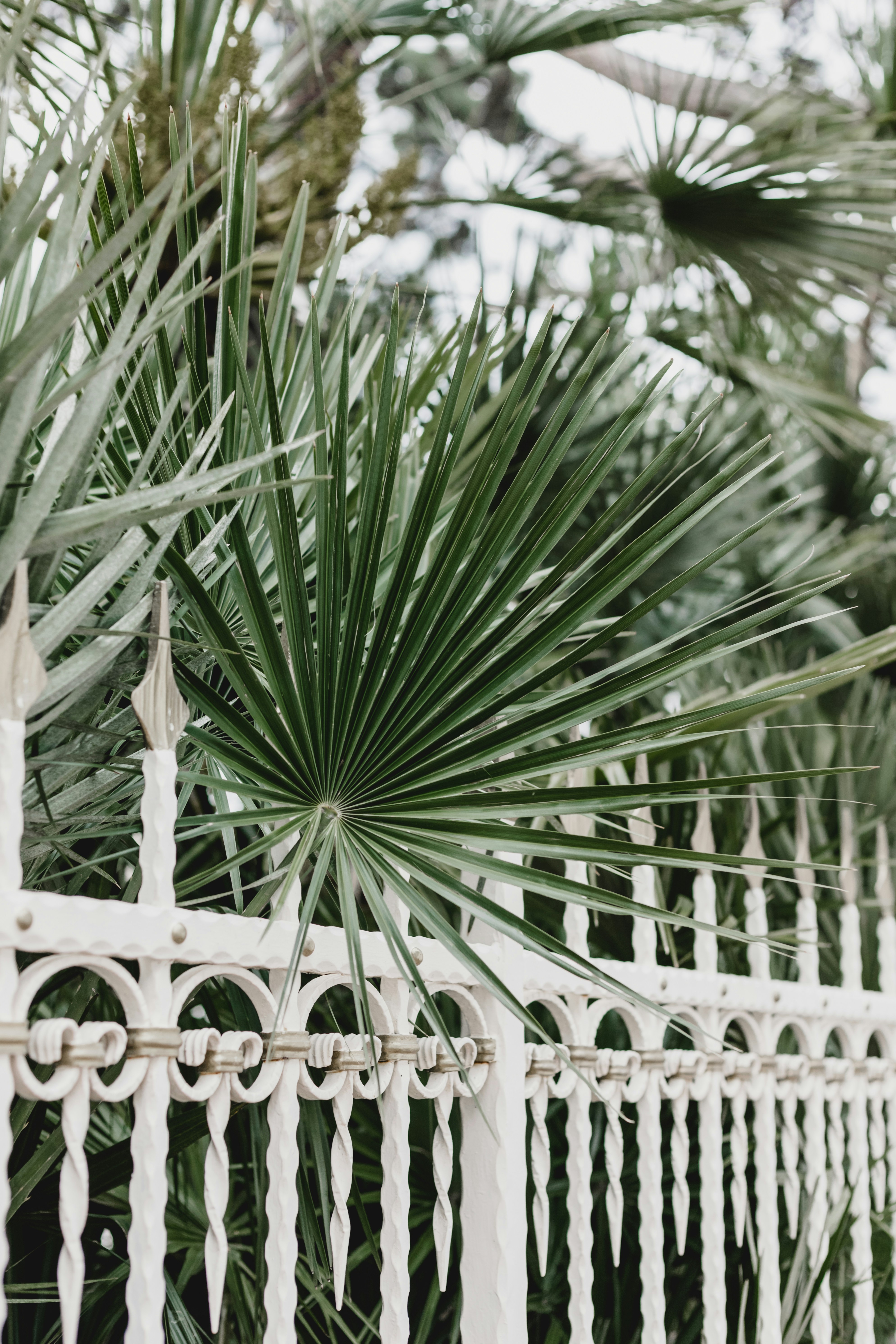 Palm Frond Behind White Wrought Iron Fence