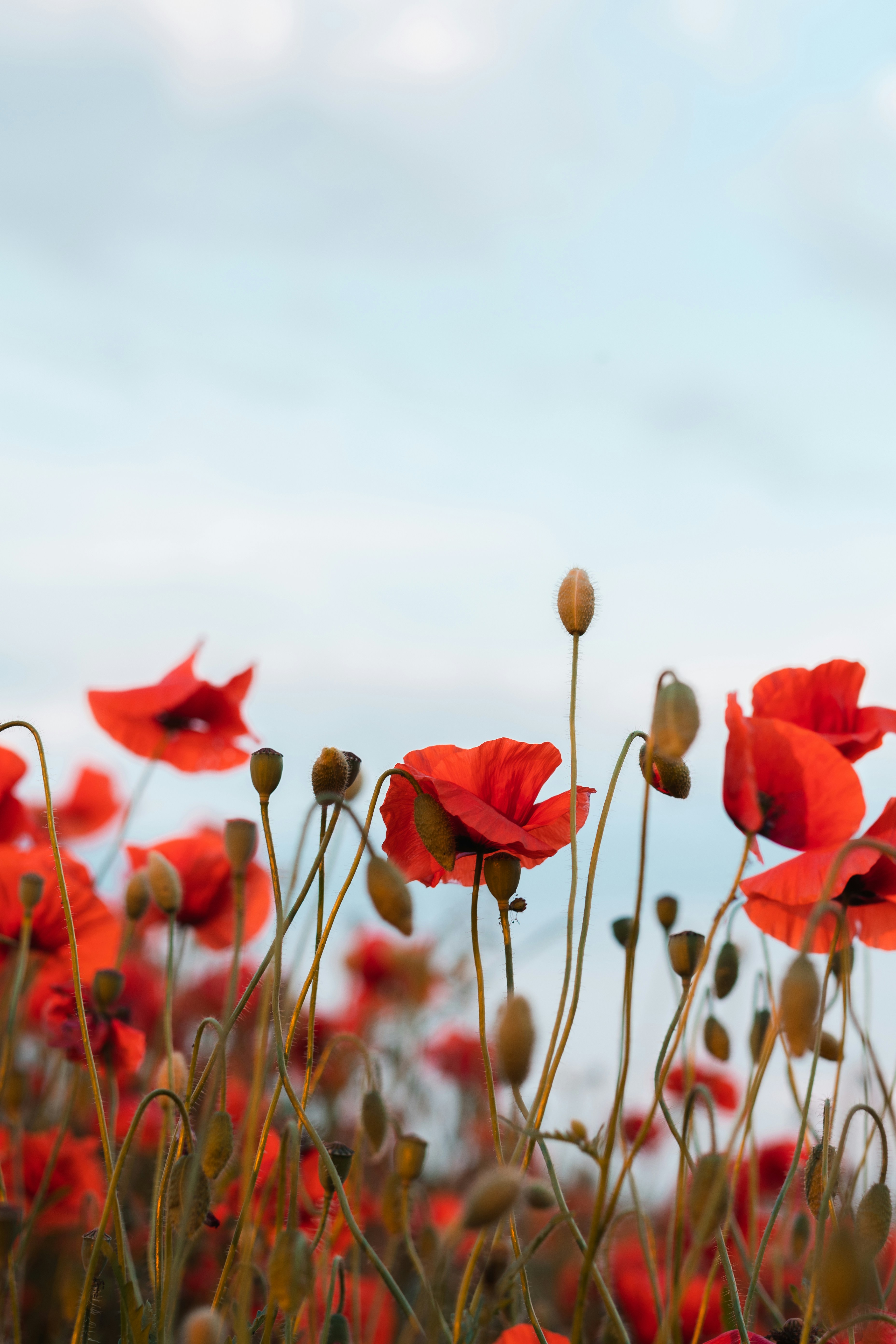 Red Poppy Field Under Pale Sky